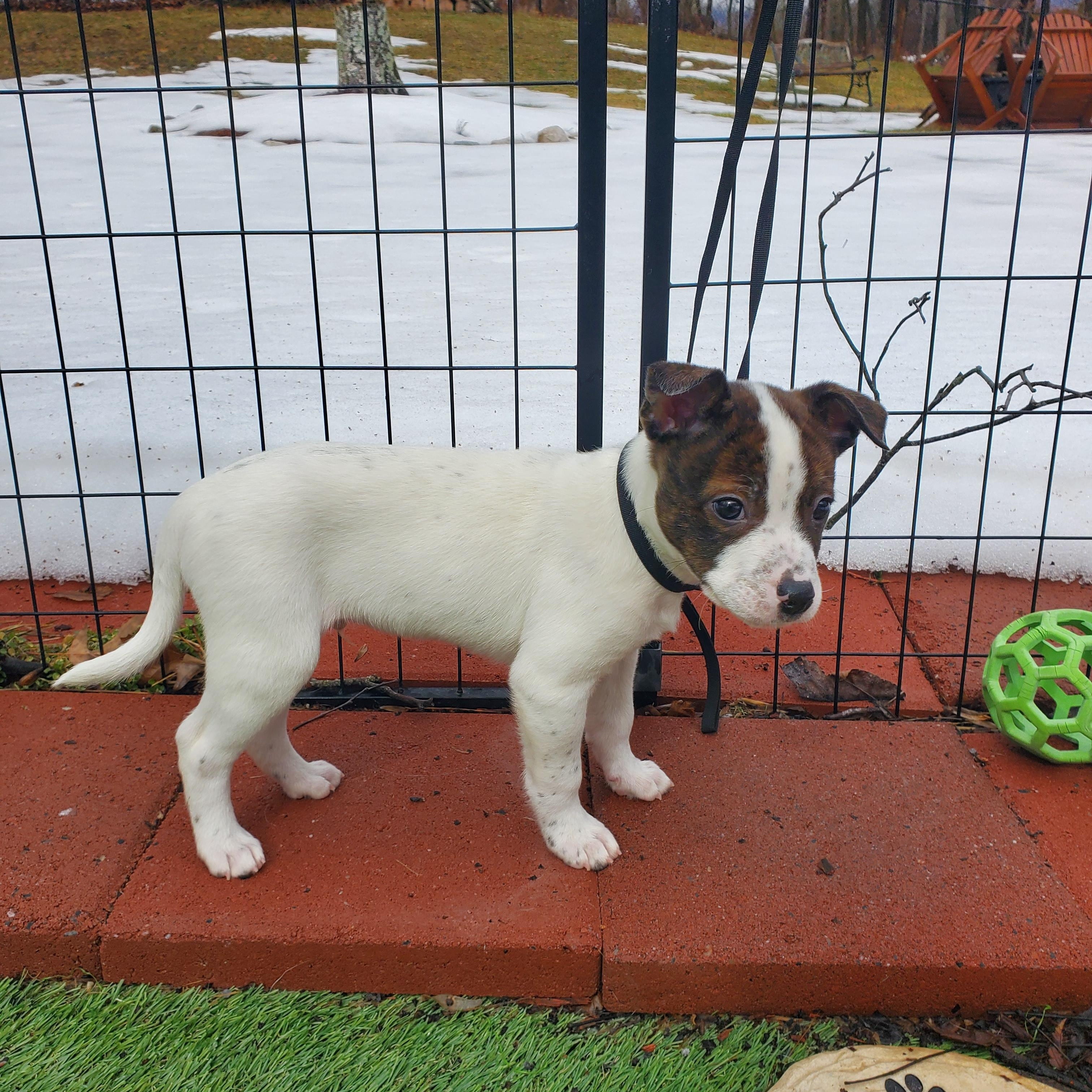Enlarge Greg, a Adoptable mixed breed in Blairstown, NJ image 5/6