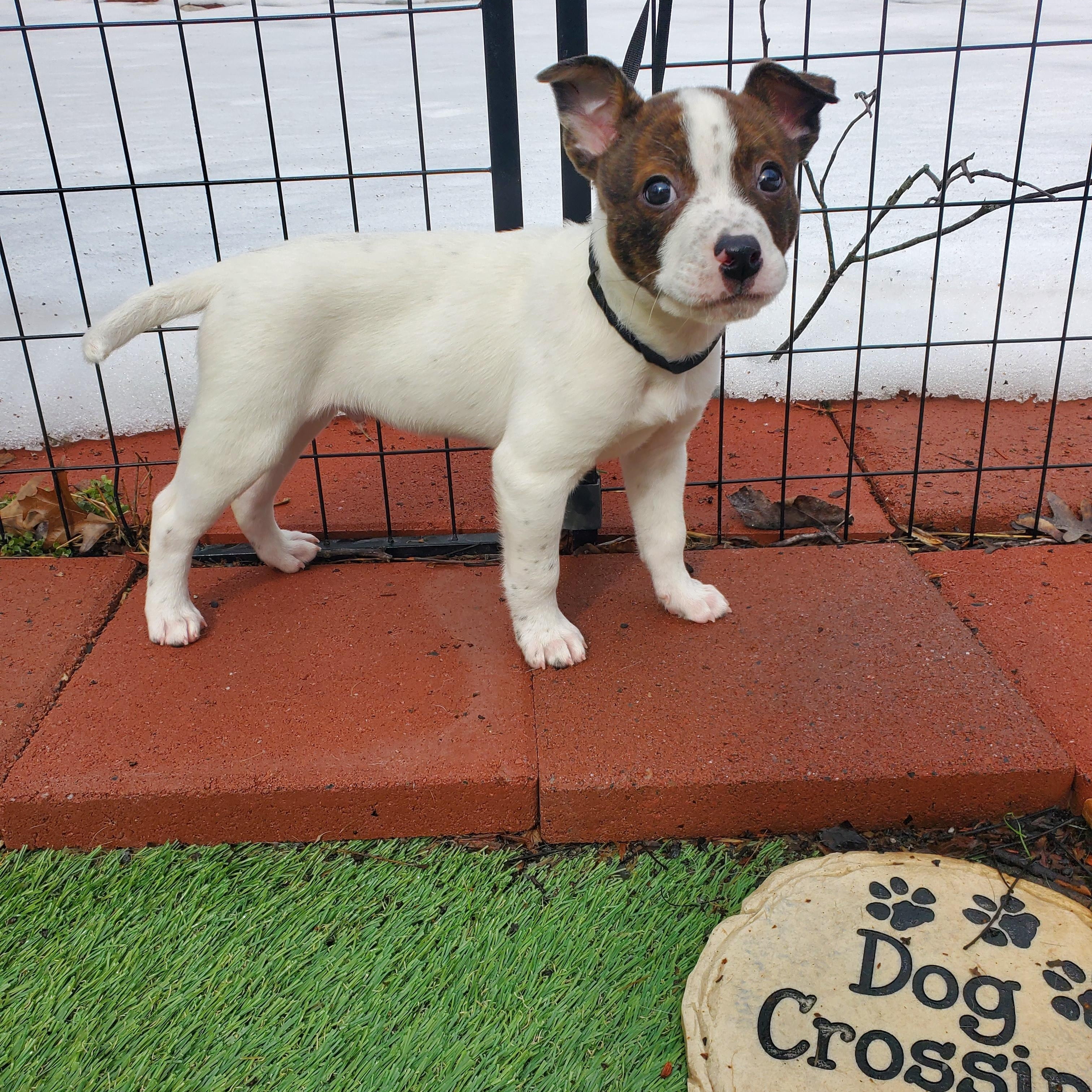 Enlarge Greg, a Adoptable mixed breed in Blairstown, NJ image 4/6