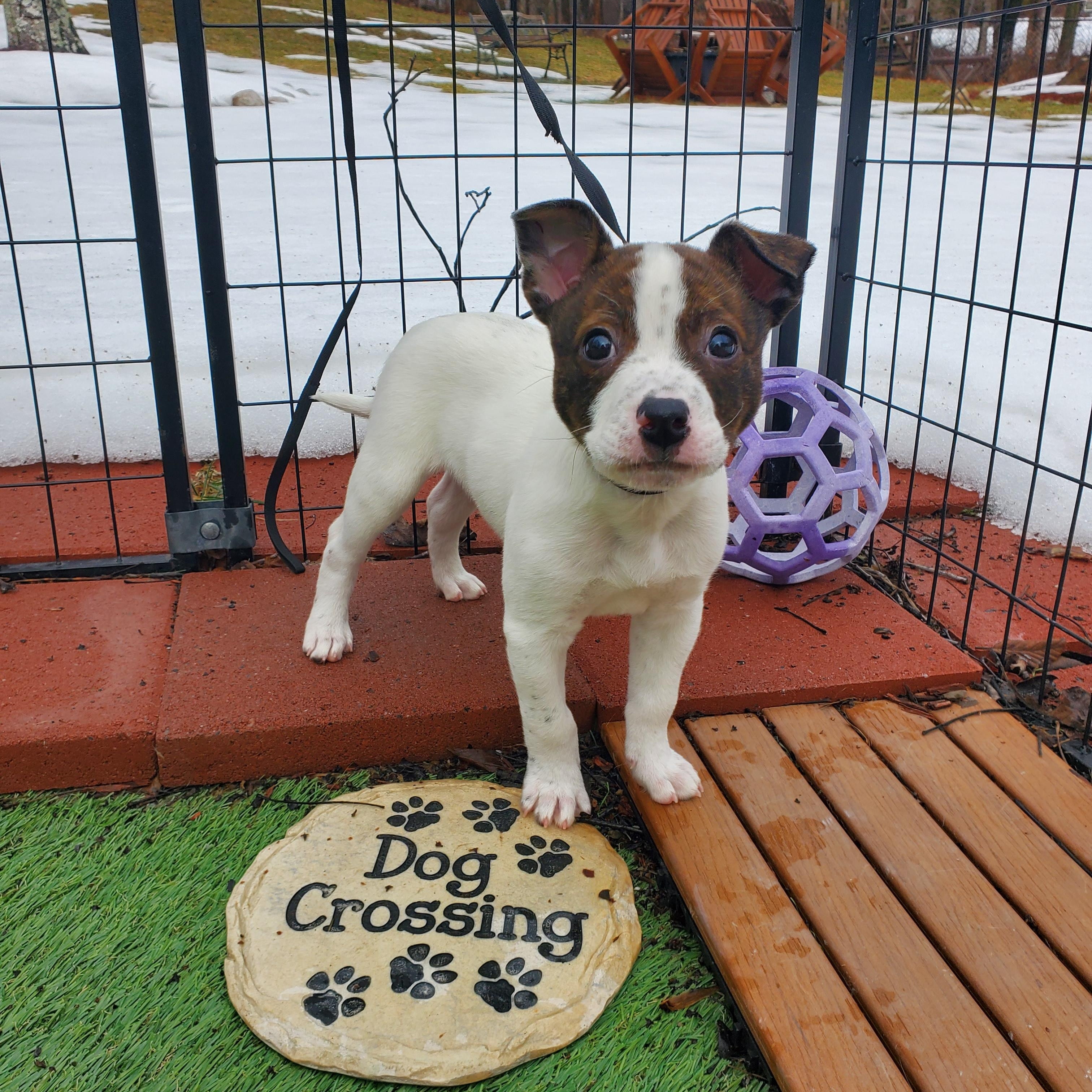 Enlarge Greg, a Adoptable mixed breed in Blairstown, NJ image 3/6