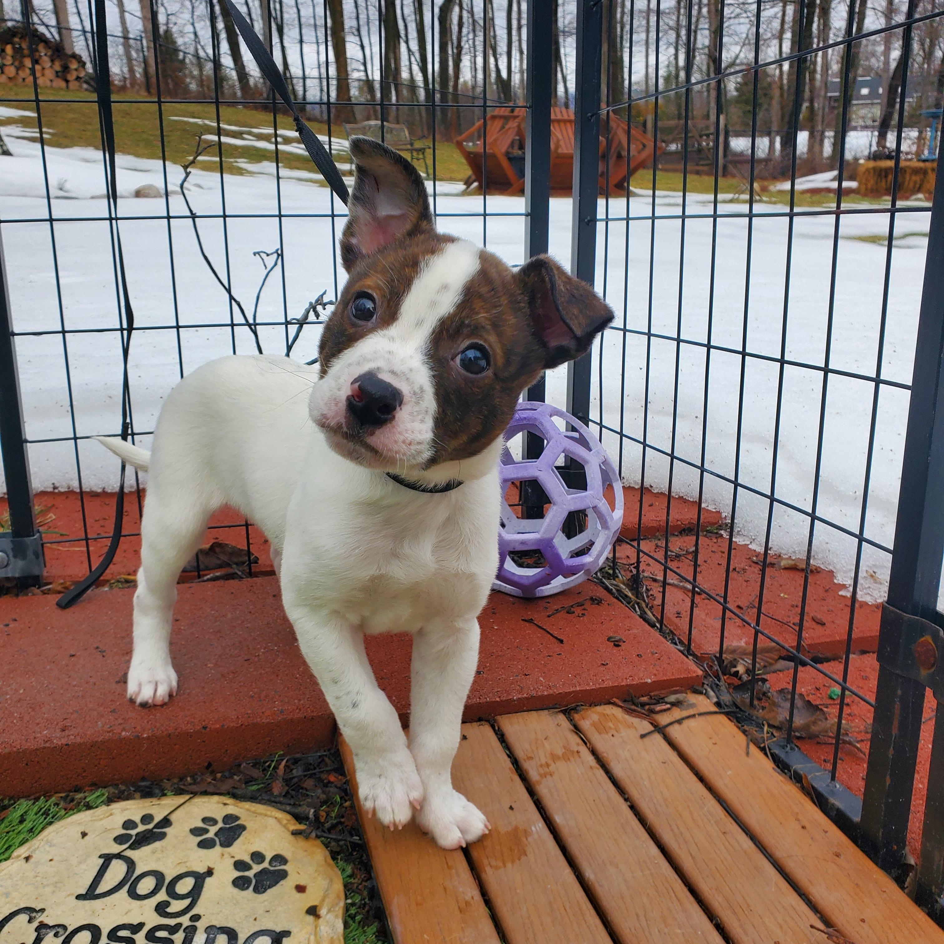 Enlarge Greg, a Adoptable mixed breed in Blairstown, NJ image 2/6