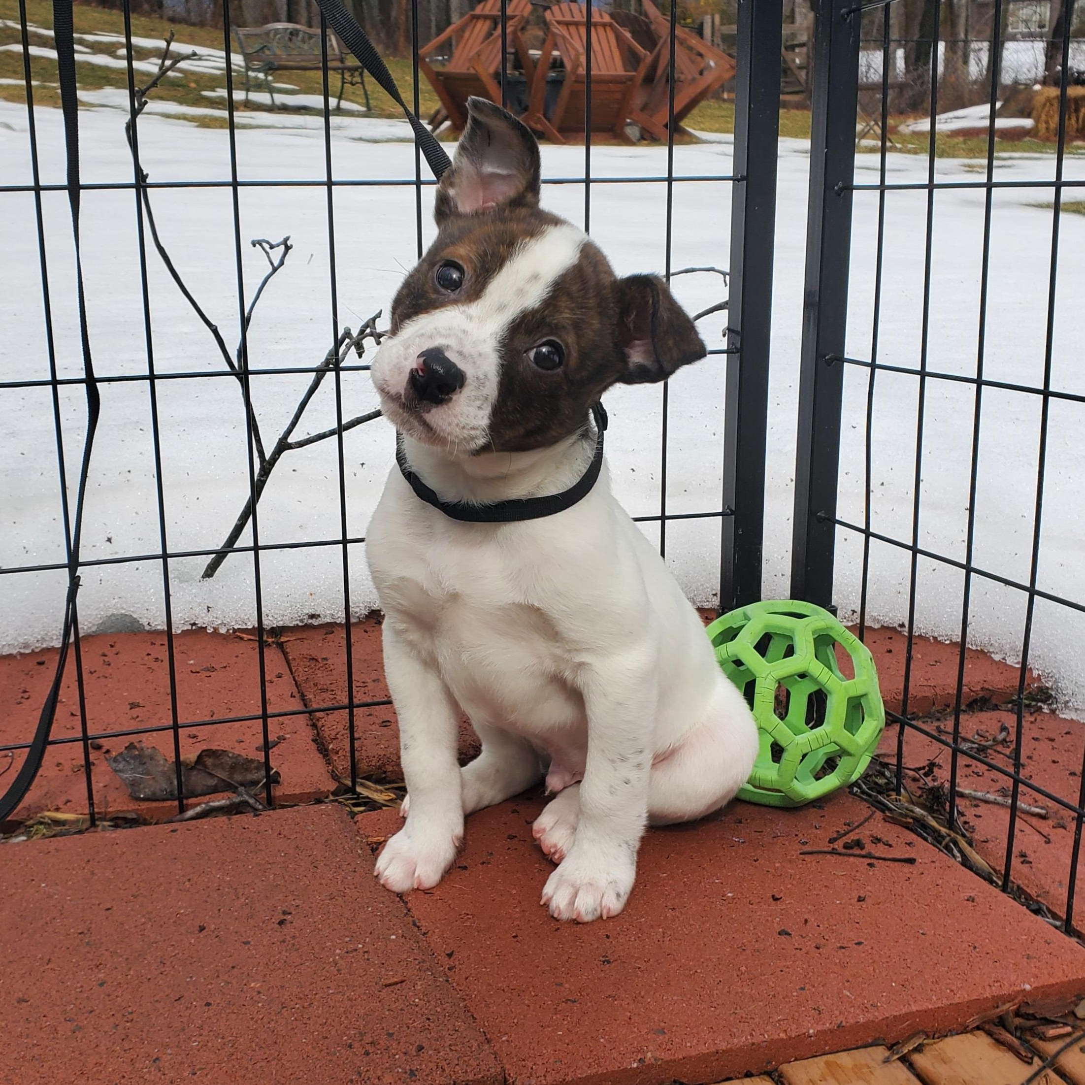Enlarge Greg, a Adoptable mixed breed in Blairstown, NJ image 1/6