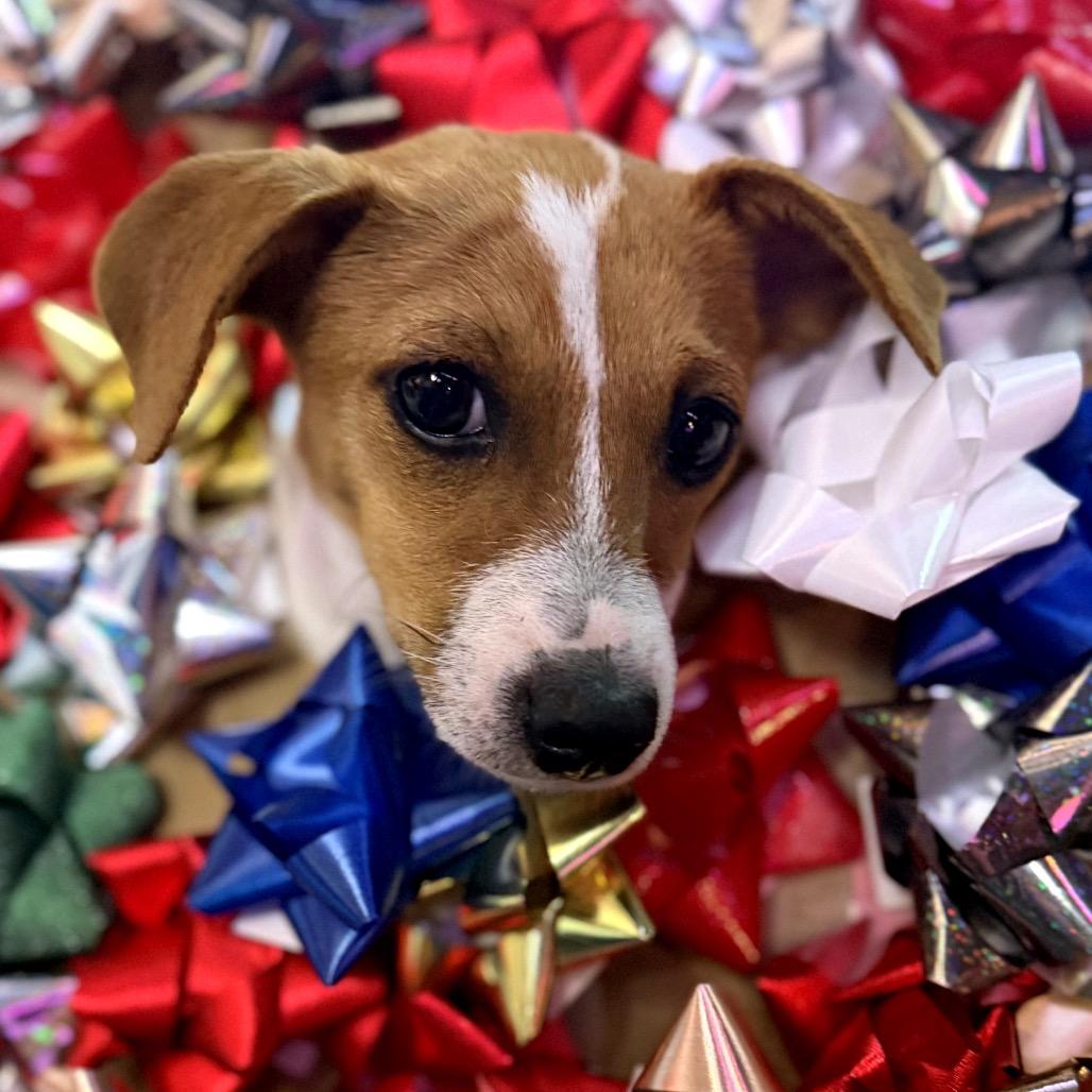Dolly, a Adoptable mixed breed in North Port, FL image 4/4