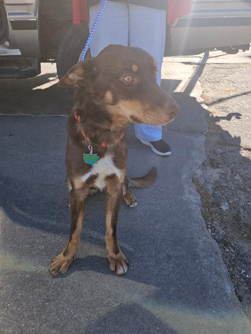 Sam, a ADOPTABLE mixed breed in Norton, KS image 1/3