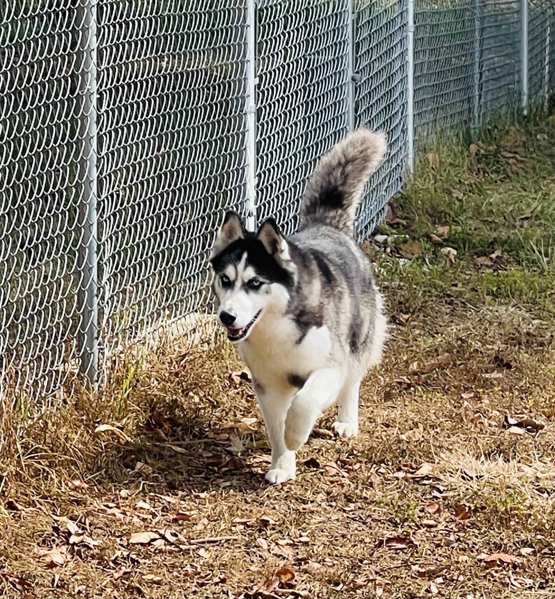 Maisey