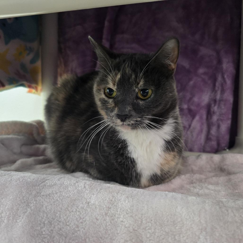 Enlarge Jenna, a Adoptable Domestic Short Hair in Albuquerque, NM image 2/4