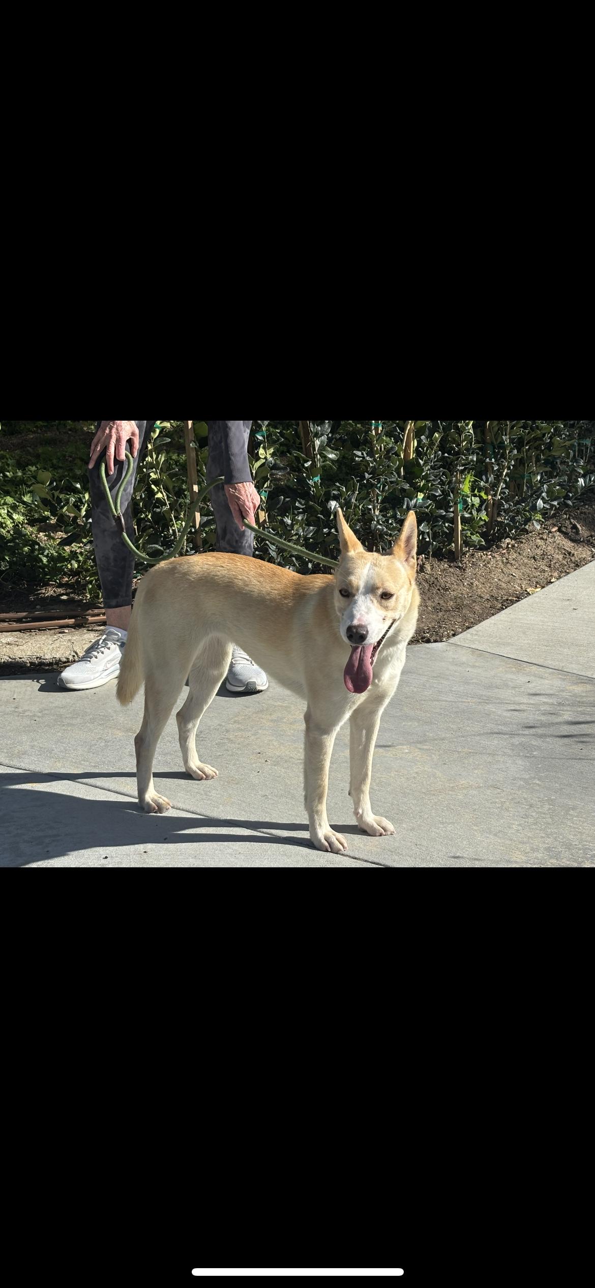 Enlarge Autumn, a Adoptable mixed breed in Hamden, CT image 2/6