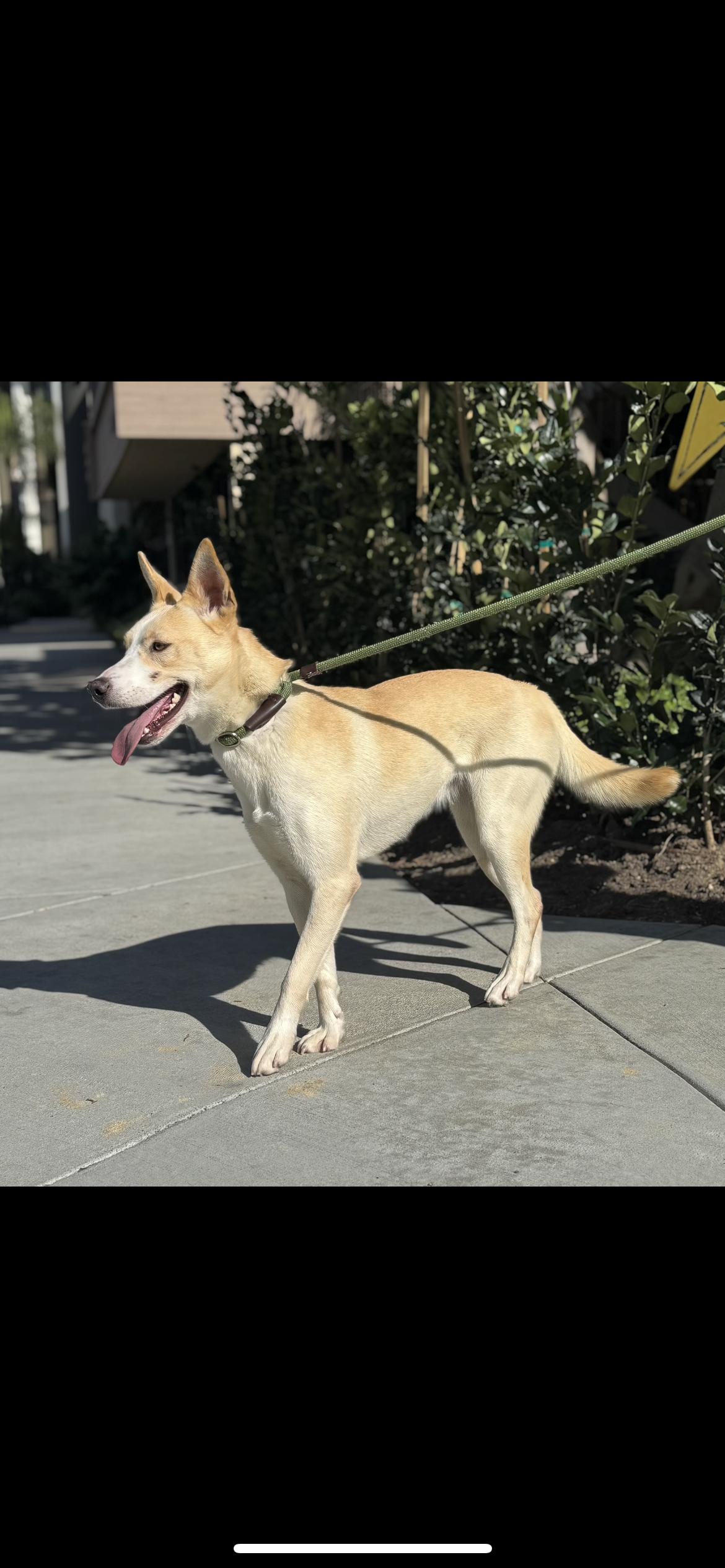 Enlarge Autumn, a Adoptable mixed breed in Hamden, CT image 5/6