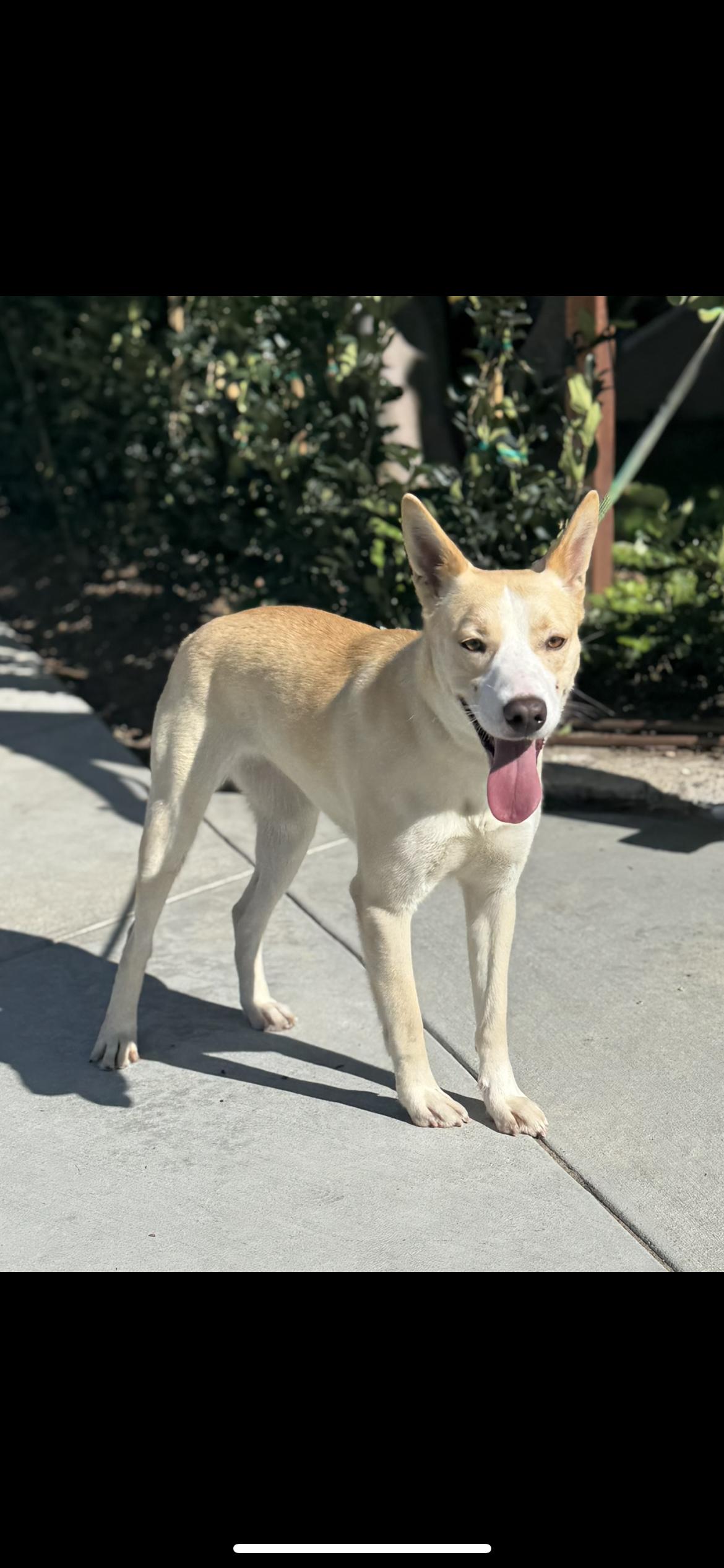 Autumn, Adoptable, Young Female Husky & Whippet.