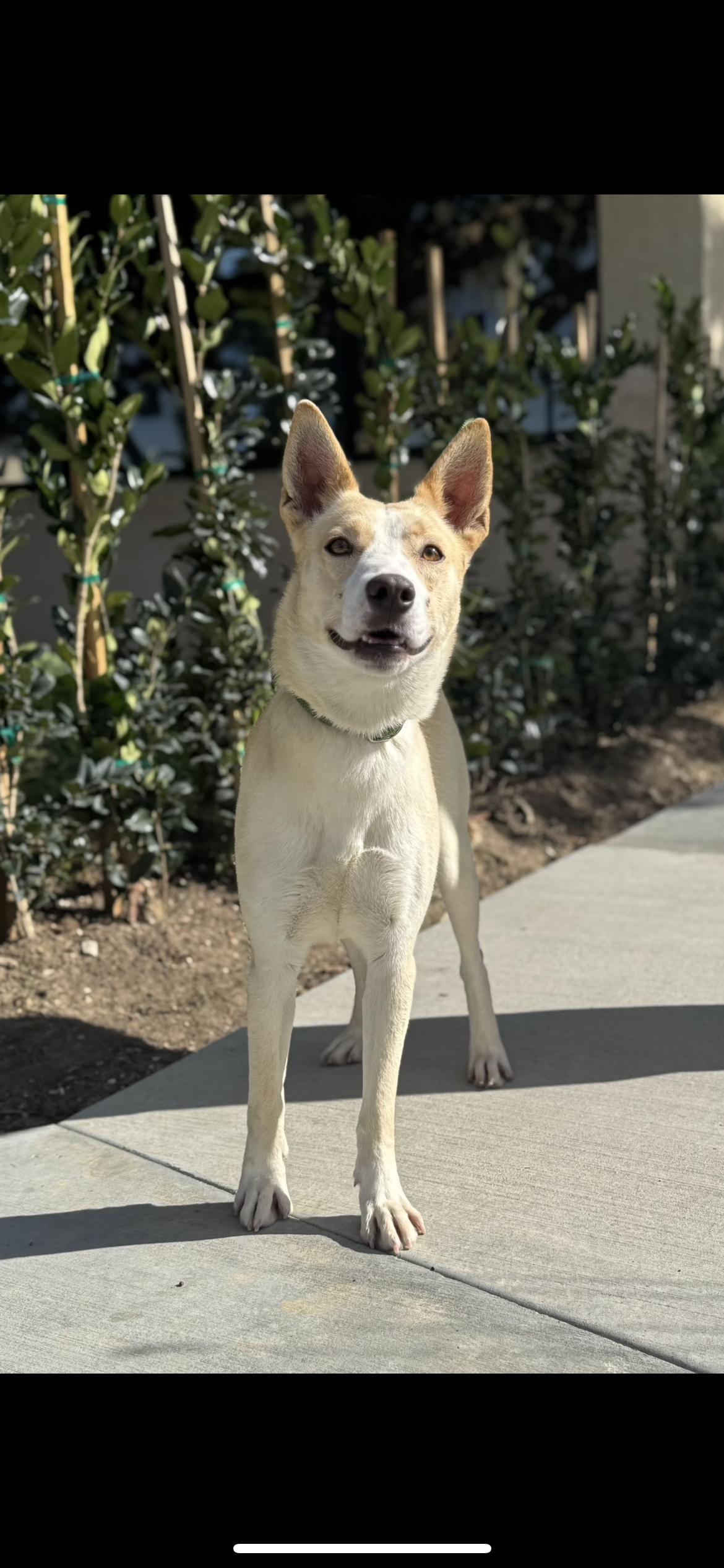 Enlarge Autumn, a Adoptable mixed breed in Hamden, CT image 3/6