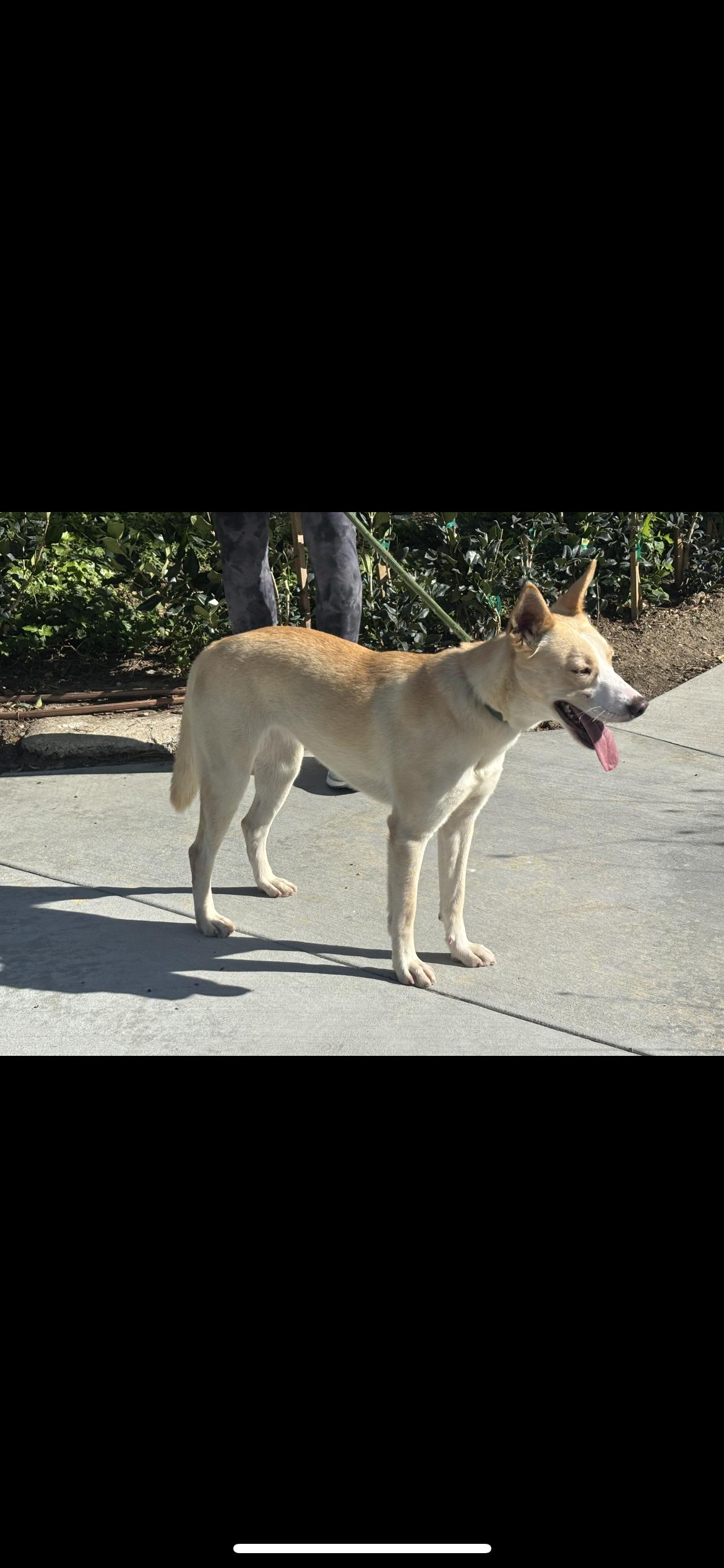 Enlarge Autumn, a Adoptable mixed breed in Hamden, CT image 6/6