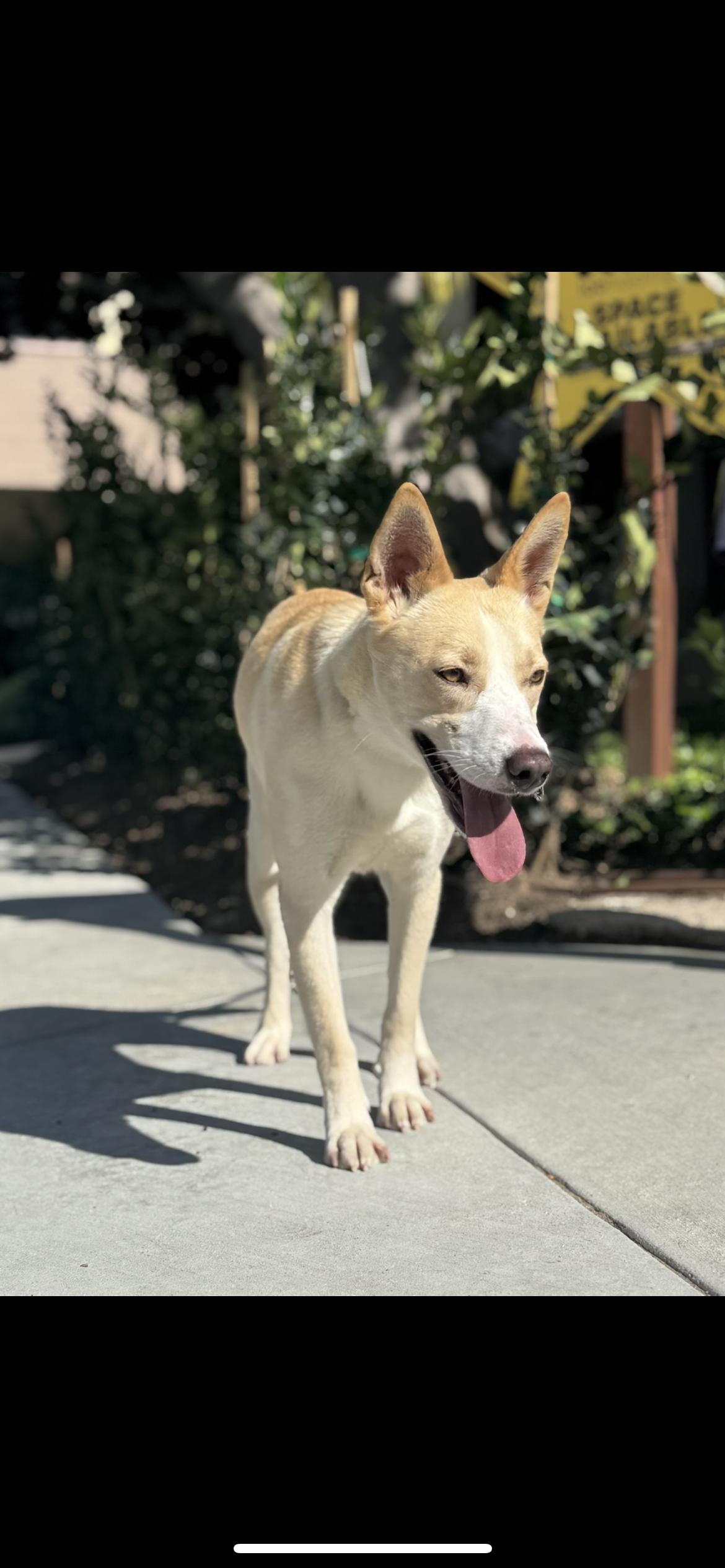 Enlarge Autumn, a Adoptable mixed breed in Hamden, CT image 4/6