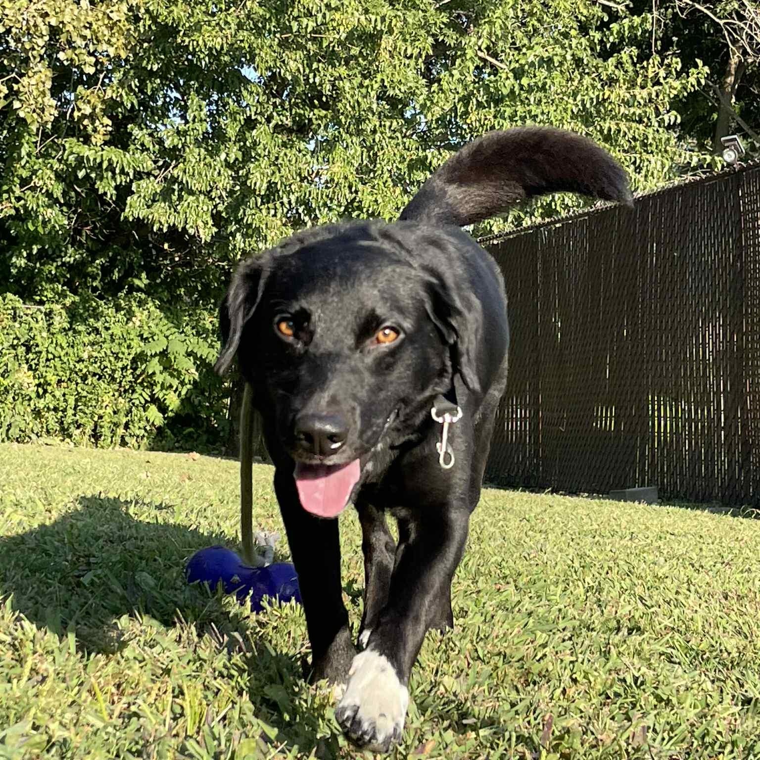 Enlarge Bear, a Adoptable mixed breed in Quincy, IL image 4/5