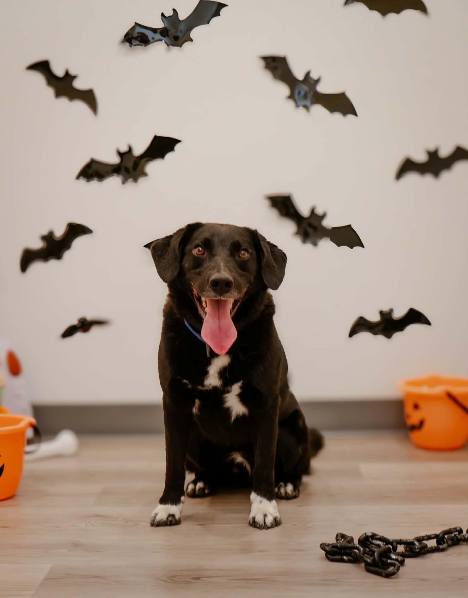 Bear, Adoptable, Adult Male Border Collie & Cardigan Welsh Corgi.
