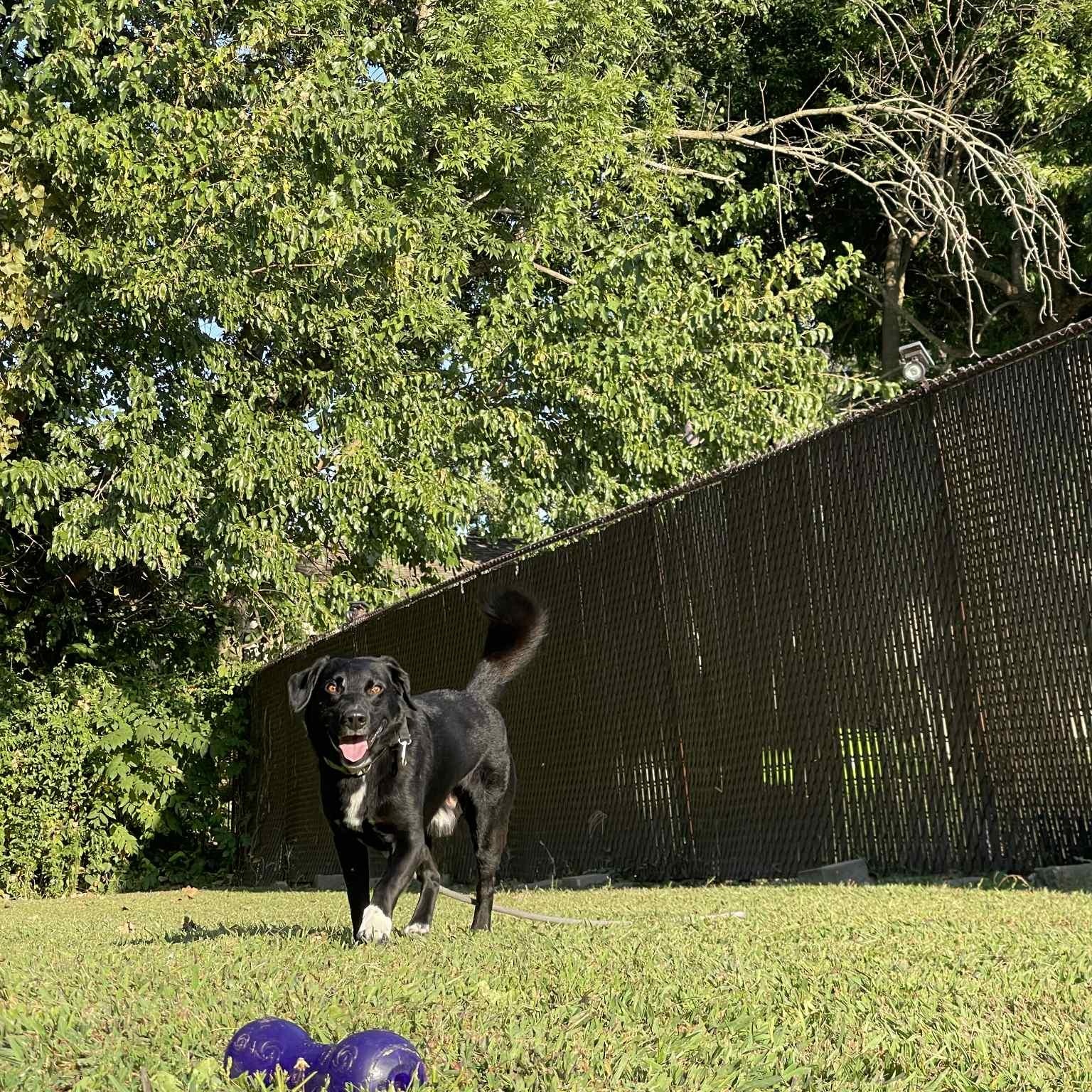 Enlarge Bear, a Adoptable mixed breed in Quincy, IL image 5/5