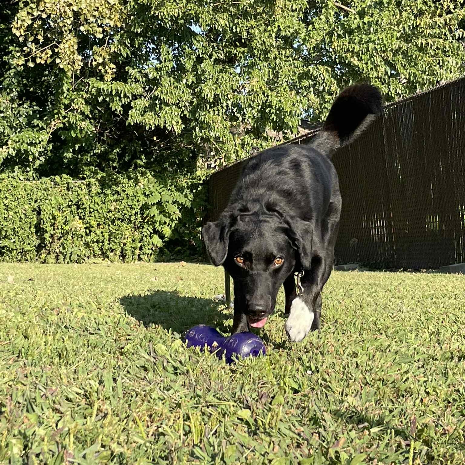 Enlarge Bear, a Adoptable mixed breed in Quincy, IL image 3/5