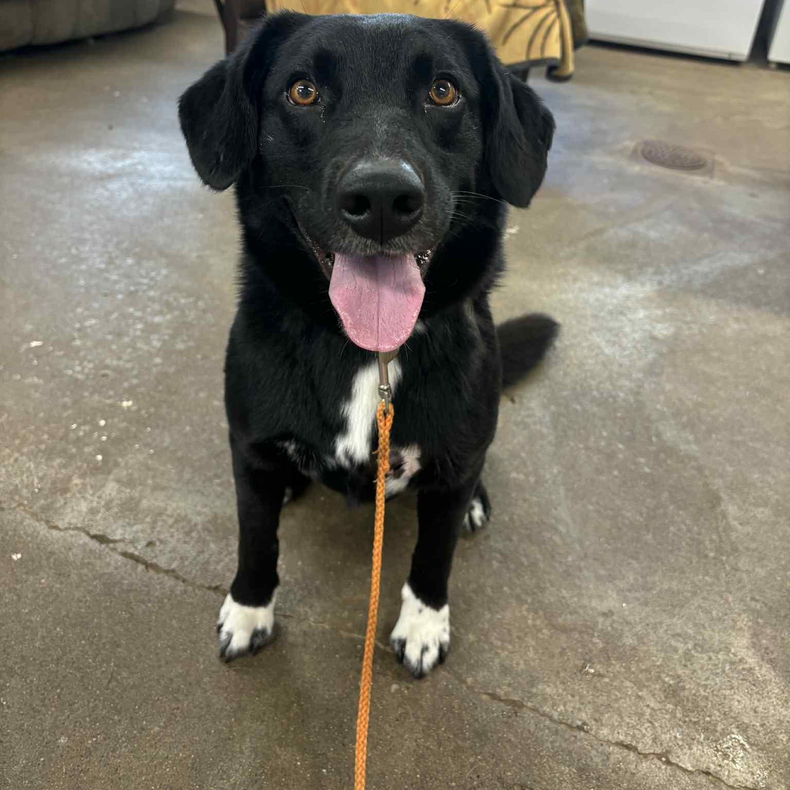 Bear, Adoptable, Adult Male Border Collie & Cardigan Welsh Corgi.