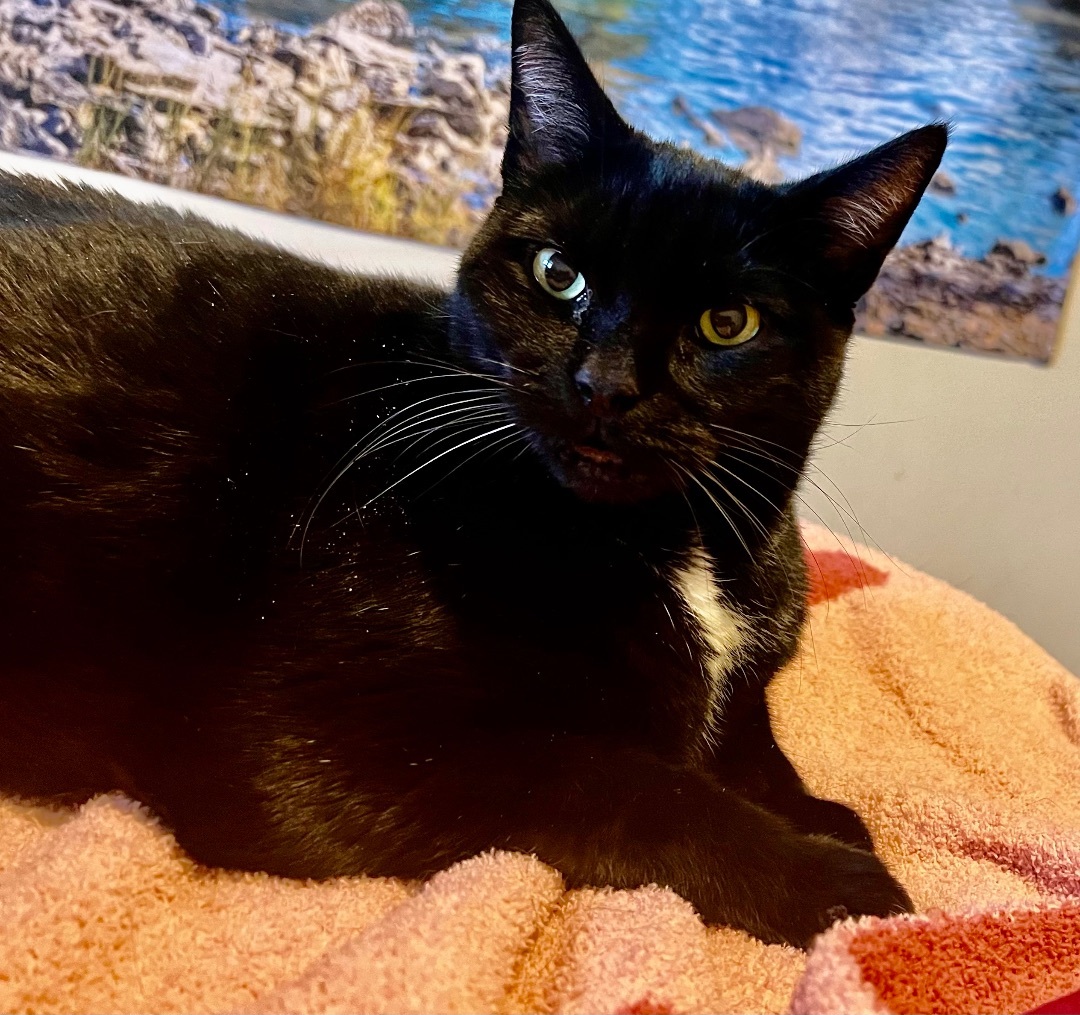 Munchkin, Adult Male unknown