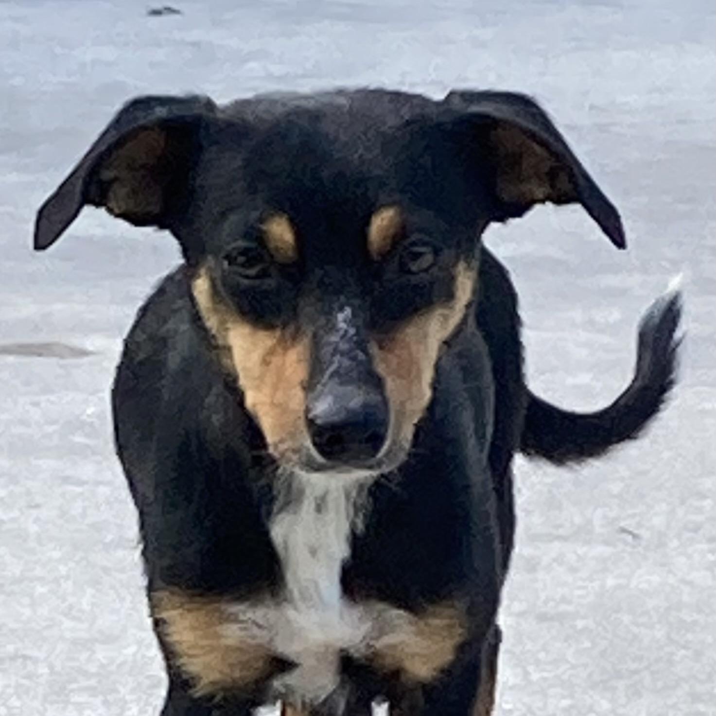 BELLE, Young Female Cattle Dog