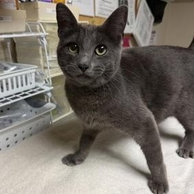Enlarge Jeannie, an adopted mixed breed in Bellingham, WA image 4/4