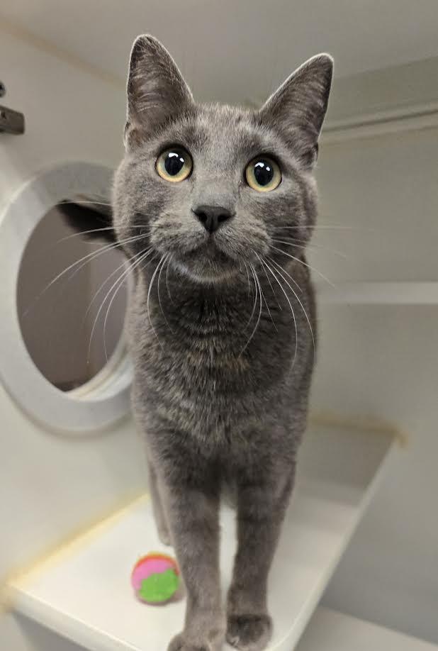 Jeannie, adopted, Young Female Domestic Short Hair.