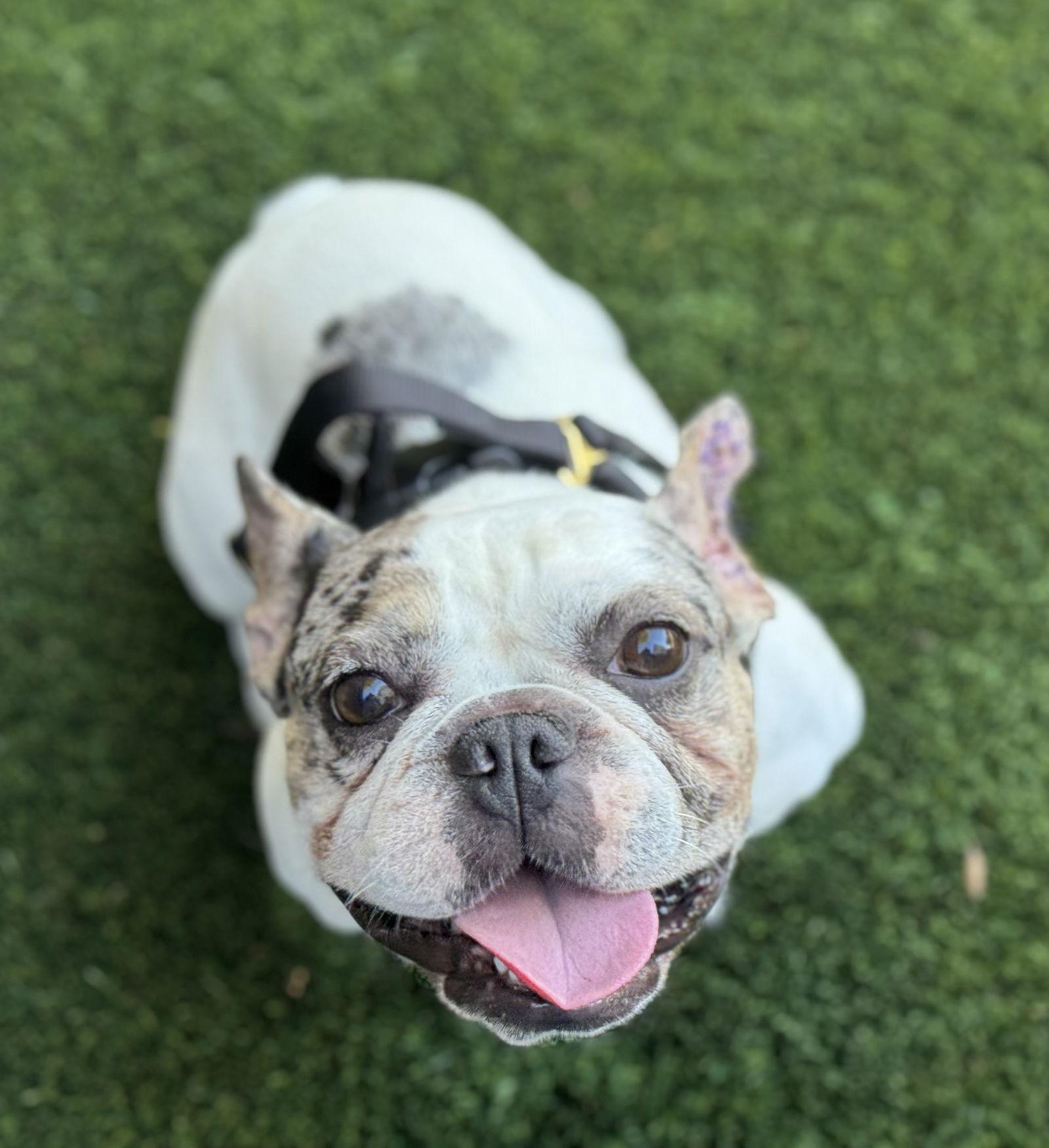 Koda, Adoptable, Young Male French Bulldog.