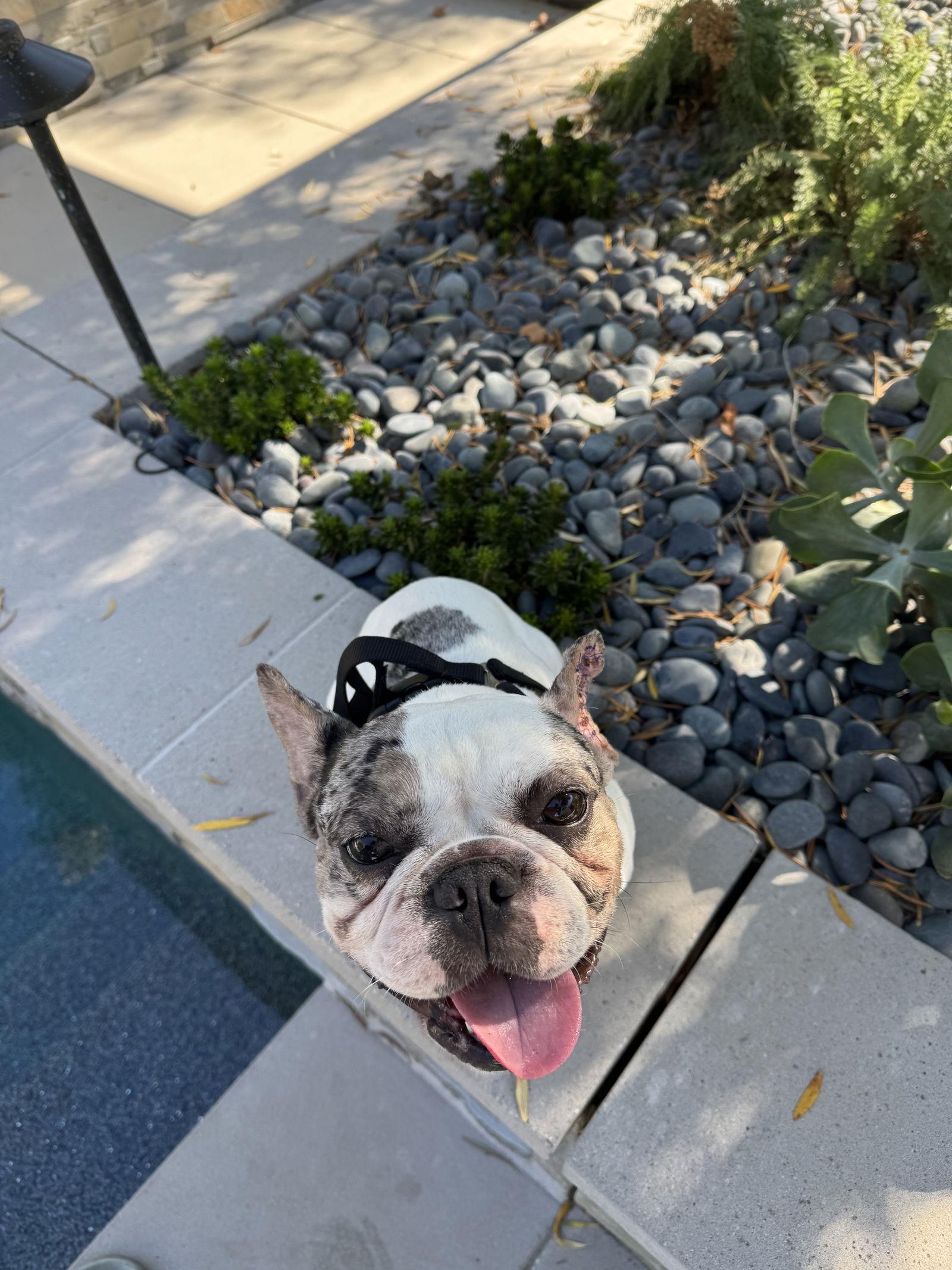 Enlarge Koda, a Adoptable French Bulldog in Santa Clara, CA image 2/3