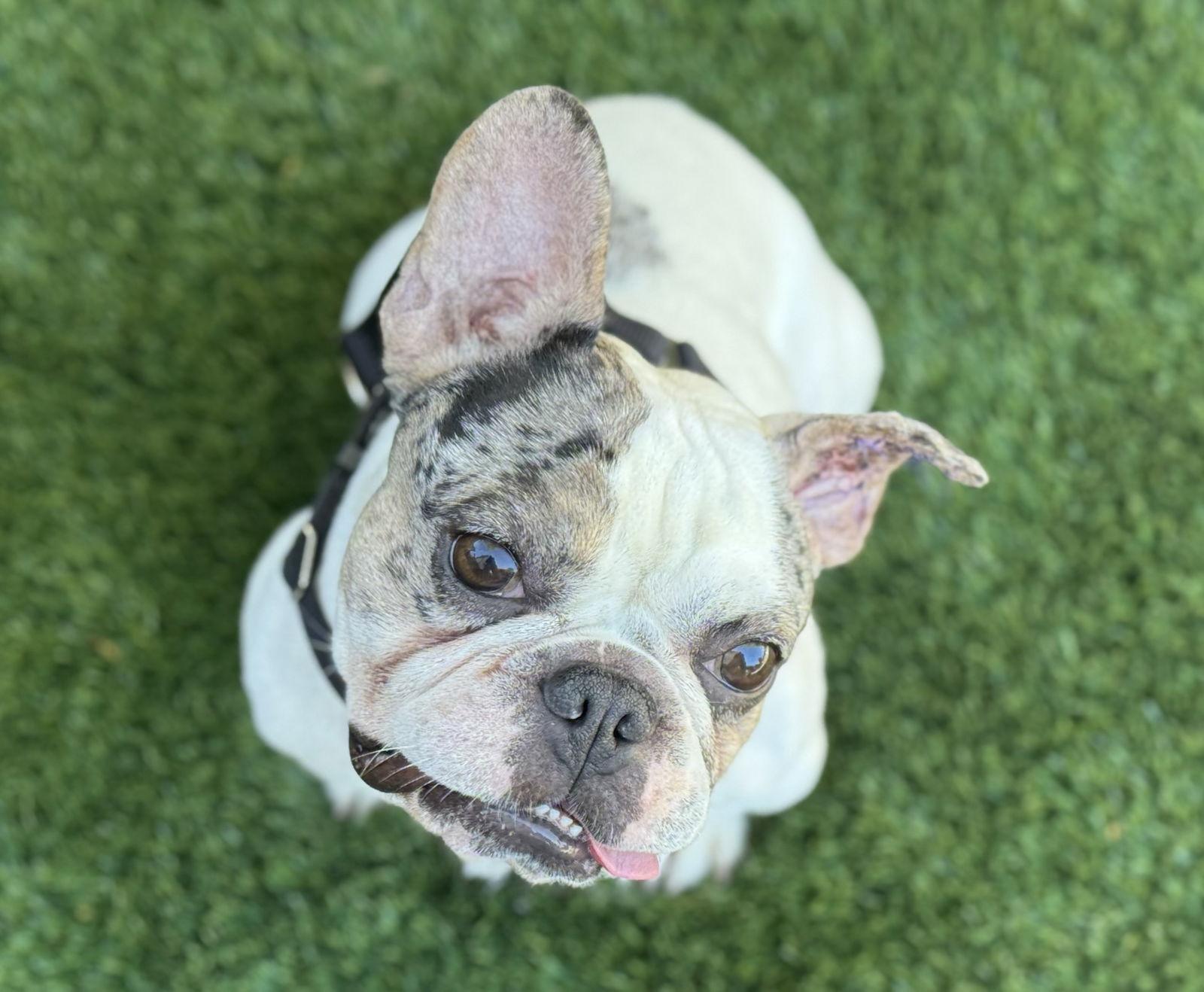 Enlarge Koda, a Adoptable French Bulldog in Santa Clara, CA image 3/3