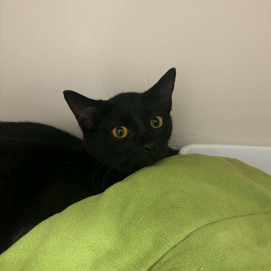 Meka, Adoptable, Kitten Female Domestic Short Hair.