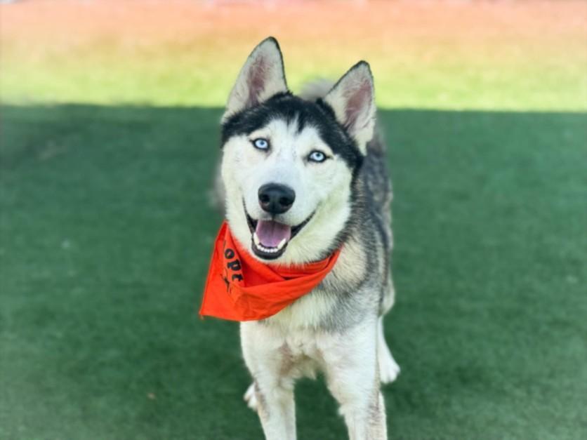 LEO, Adoptable, Adult Male Siberian Husky.