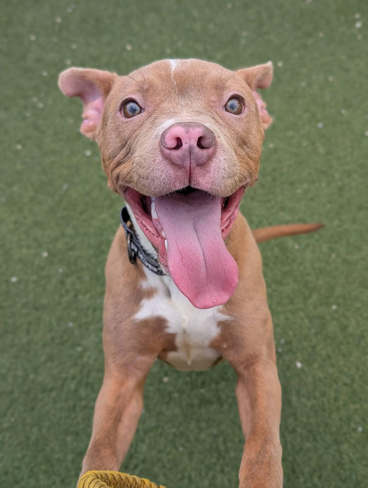Davy, an adoptable mixed breed in Cleveland, OH image 1/6