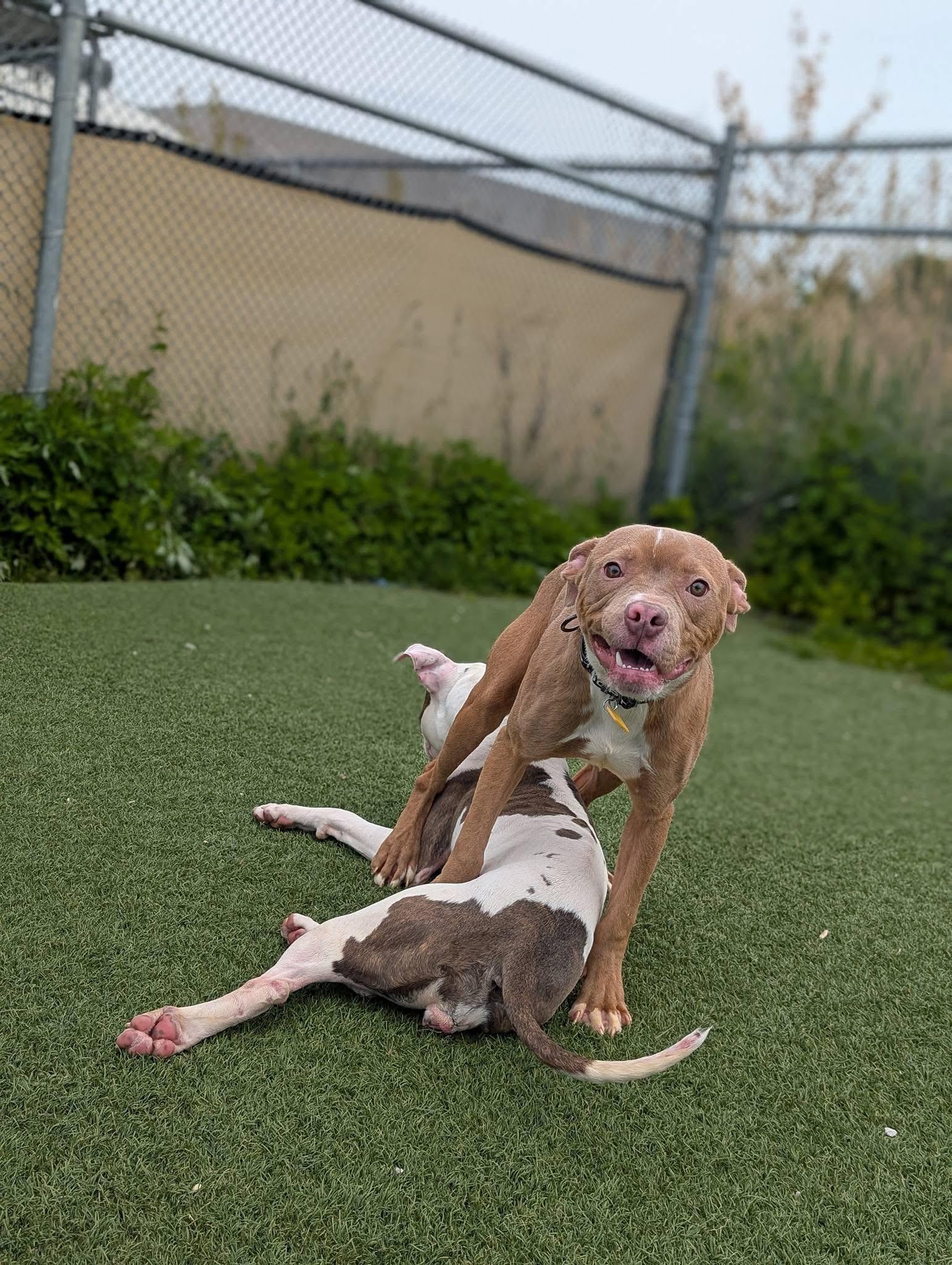 Davy, an adoptable mixed breed in Cleveland, OH image 3/6