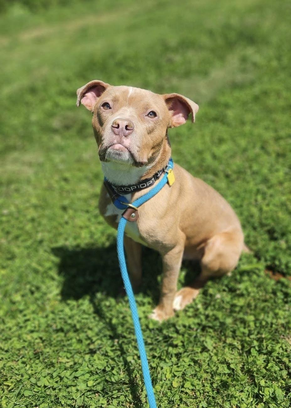 Davy, an adoptable mixed breed in Cleveland, OH image 6/6