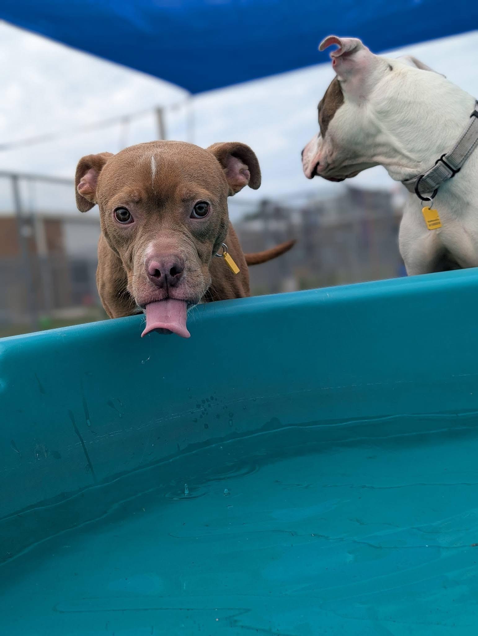 Davy, an adoptable mixed breed in Cleveland, OH image 4/6