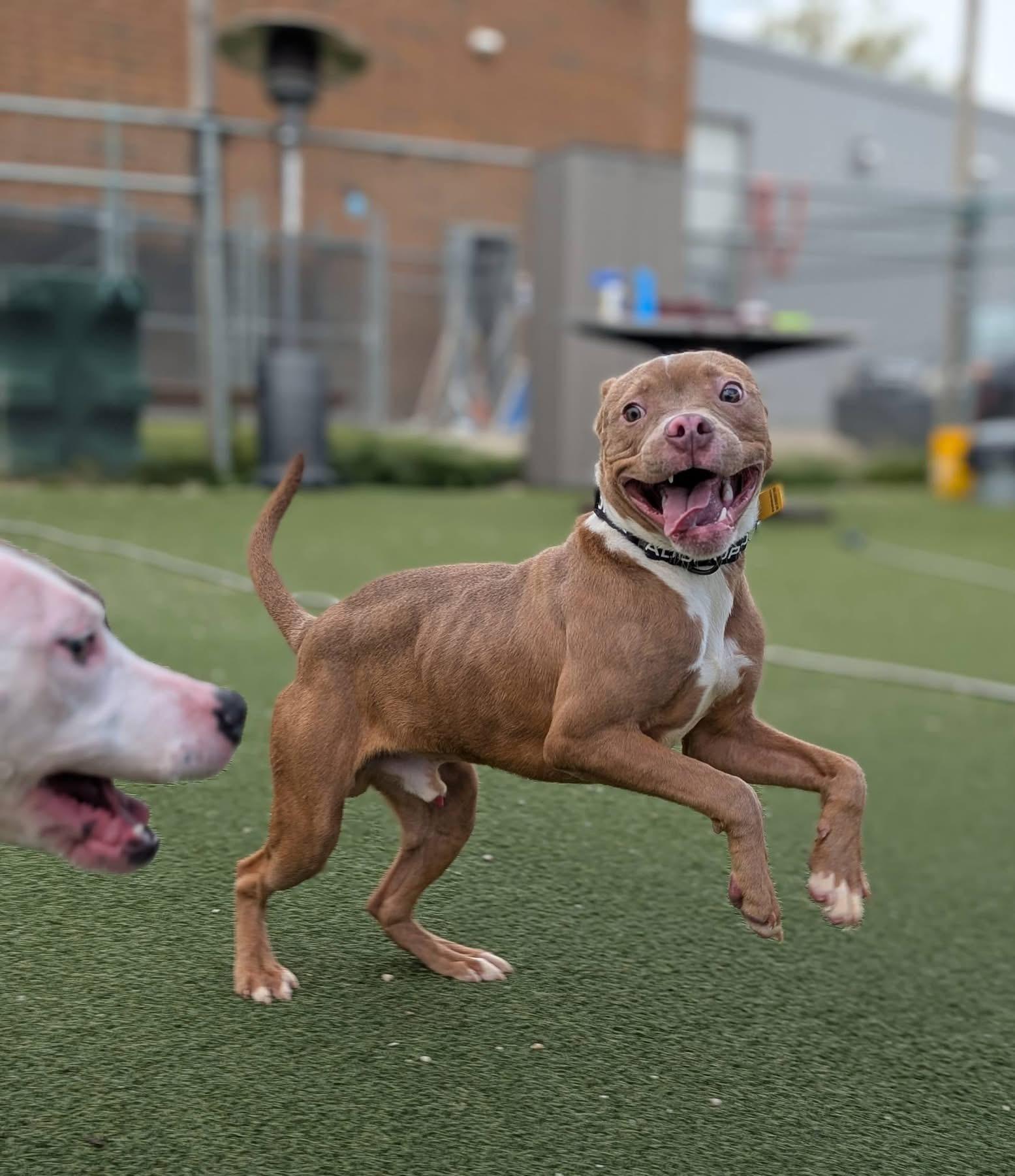 Davy, an adoptable mixed breed in Cleveland, OH image 2/6