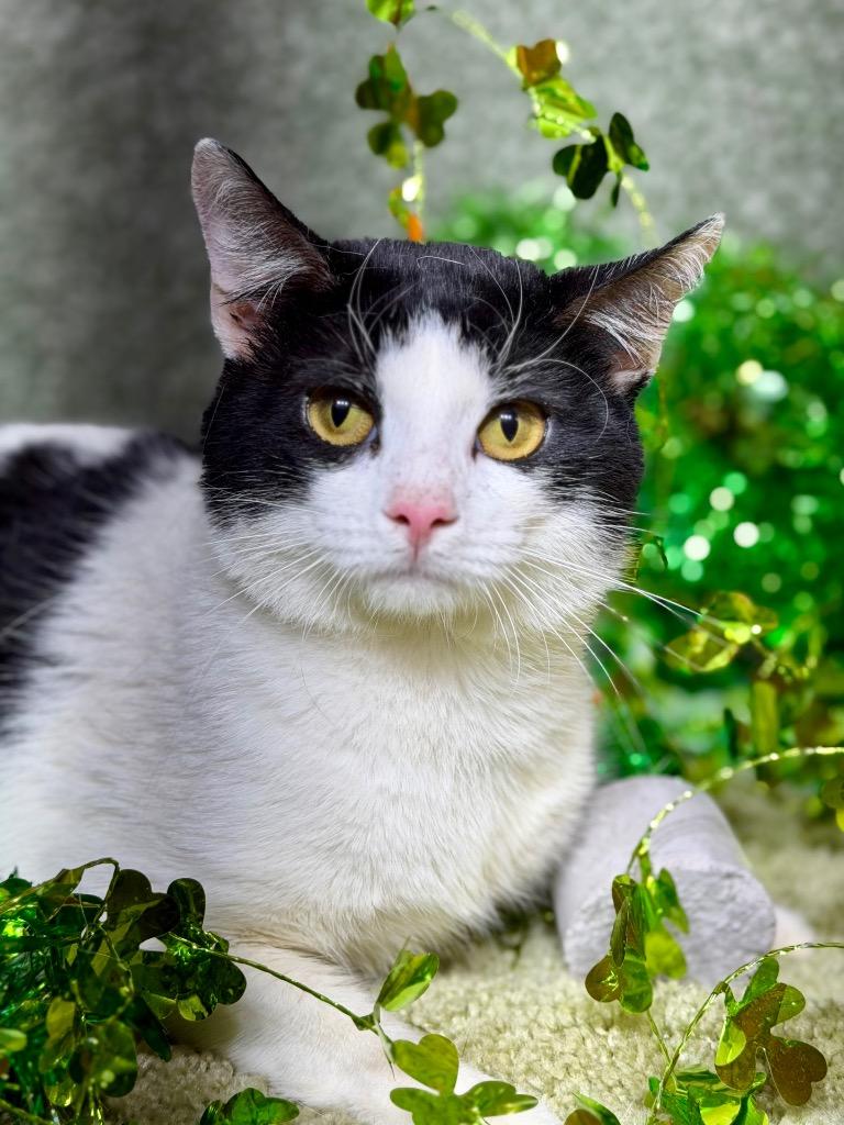 CHESS, Adoptable, Young Male Domestic Short Hair.