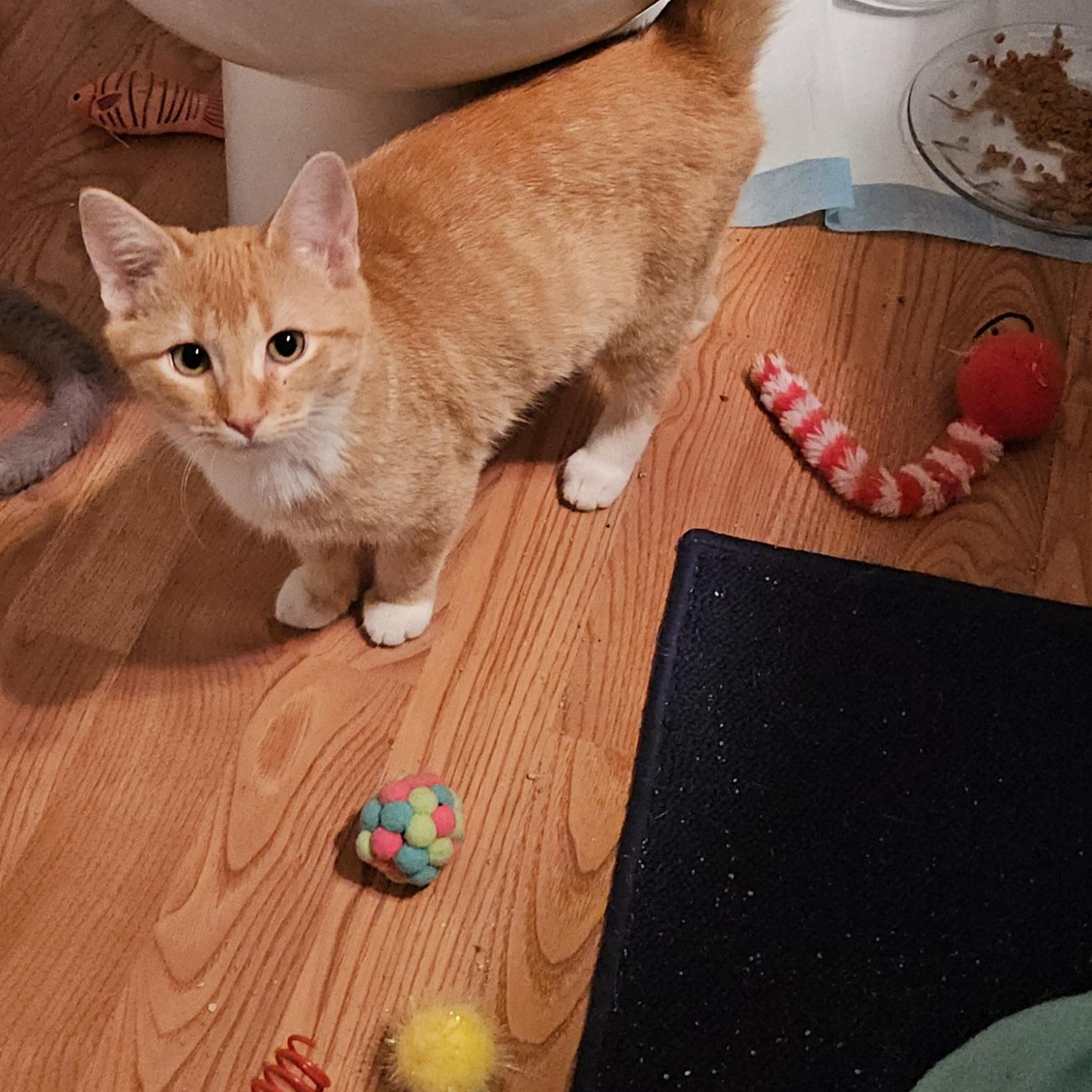 Jammie, adopted, Kitten Female Domestic Short Hair.