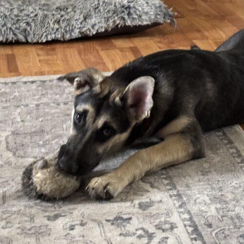 Enlarge Sophia, a Adoptable German Shepherd Dog in Raleigh, NC image 1/3
