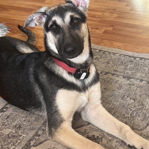 Enlarge Sophia, a Adoptable German Shepherd Dog in Raleigh, NC image 3/3
