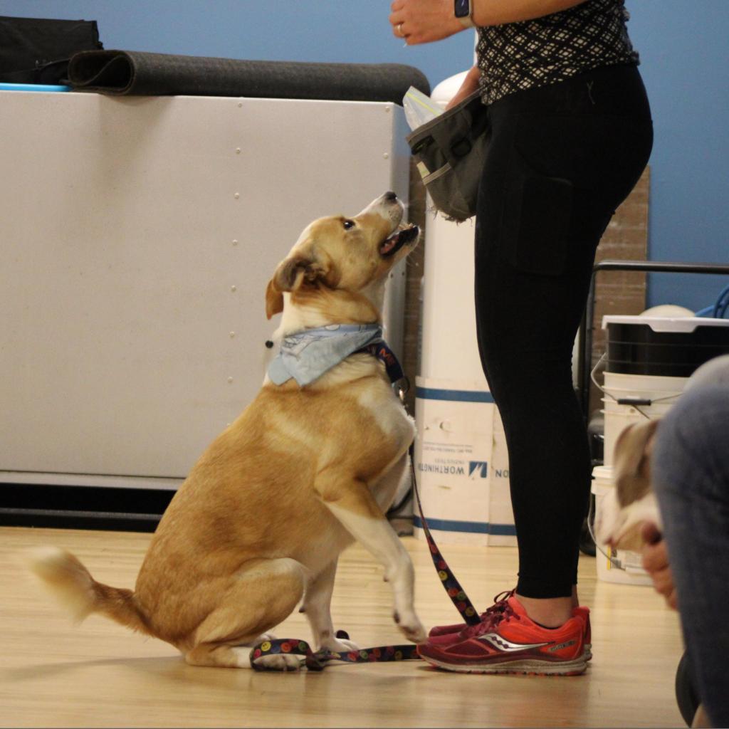 Enlarge Reece, a Adoptable mixed breed in Huntington, WV image 4/6