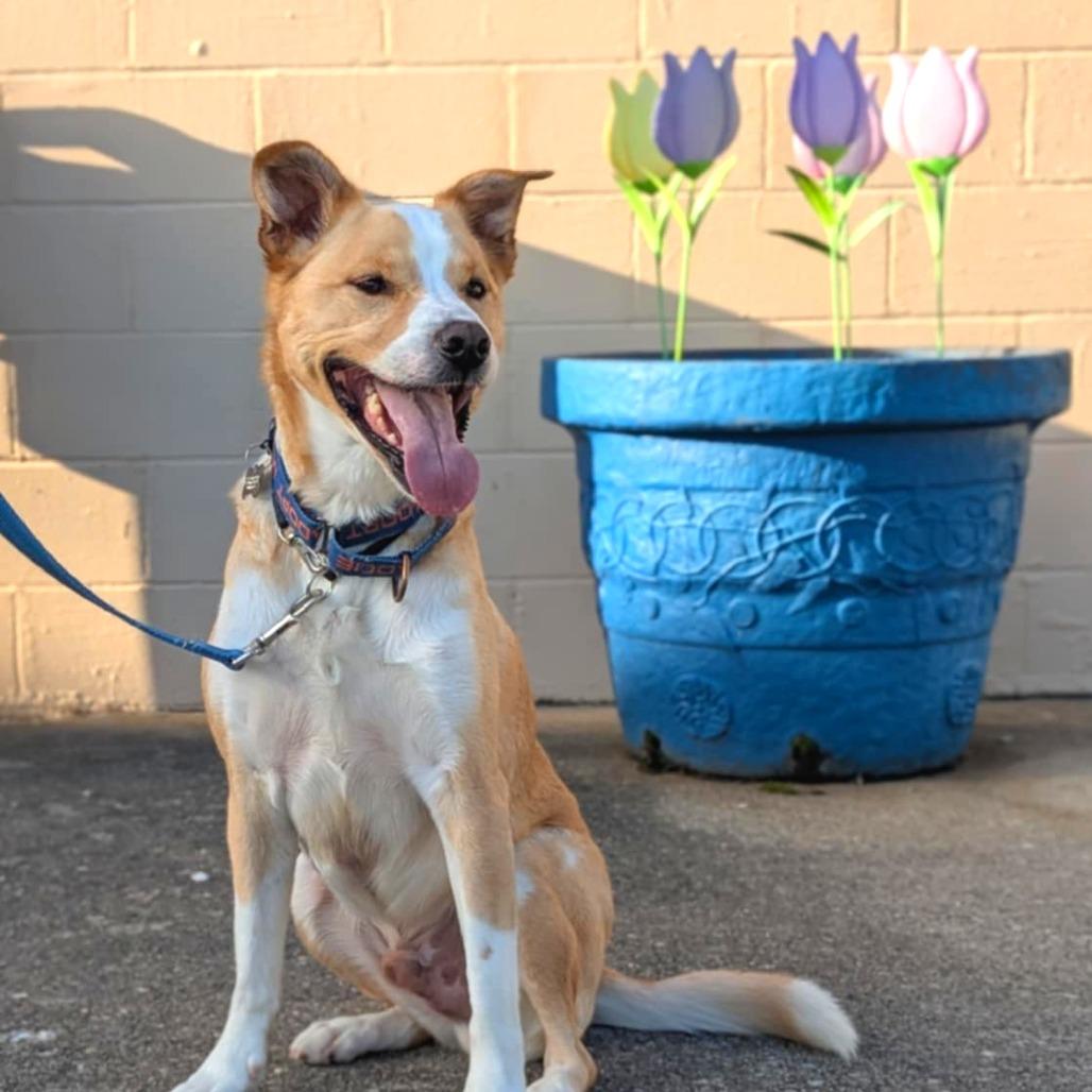 Enlarge Reece, a Adoptable mixed breed in Huntington, WV image 5/6
