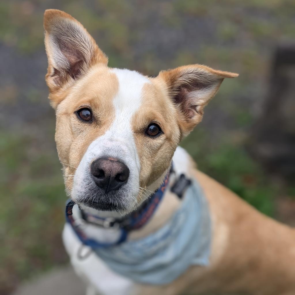 Enlarge Reece, a Adoptable mixed breed in Huntington, WV image 6/6