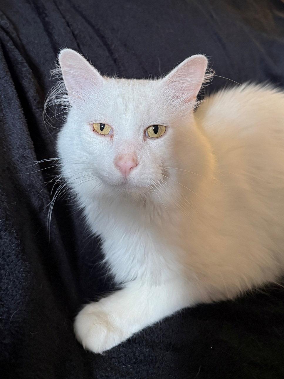 Falcor the White, Adopted, Adult Male Turkish Angora & Maine Coon.