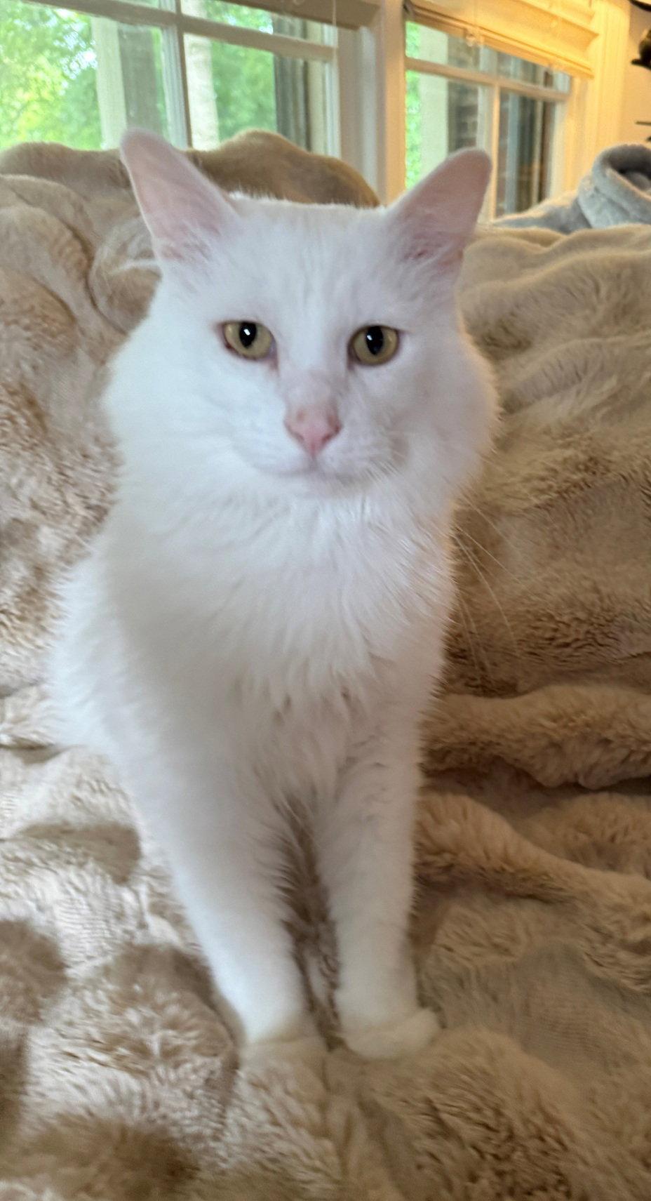 Enlarge Falcor the White, a Adopted mixed breed in Nashville, TN image 2/3