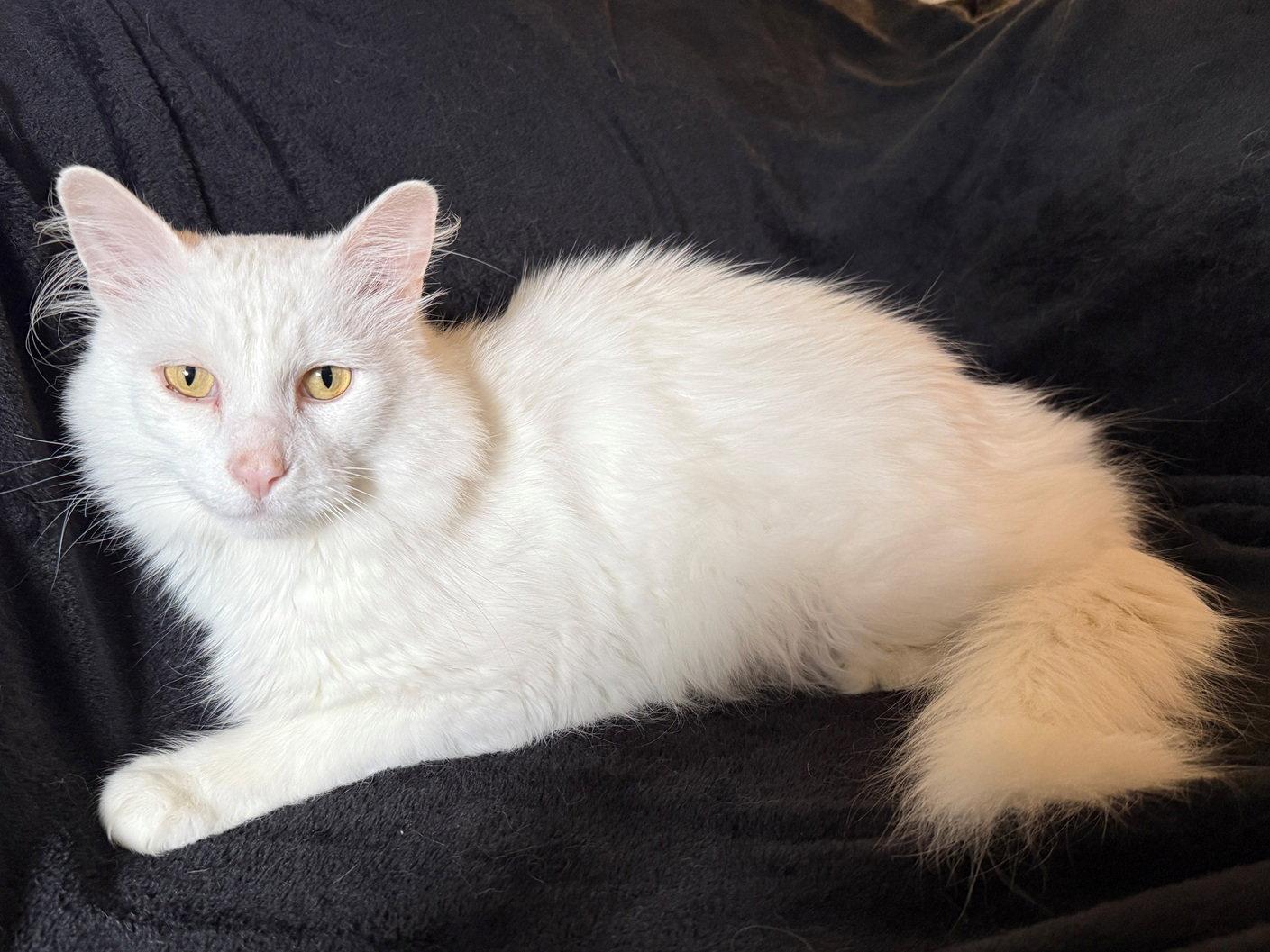 Enlarge Falcor the White, a Adopted mixed breed in Nashville, TN image 3/3