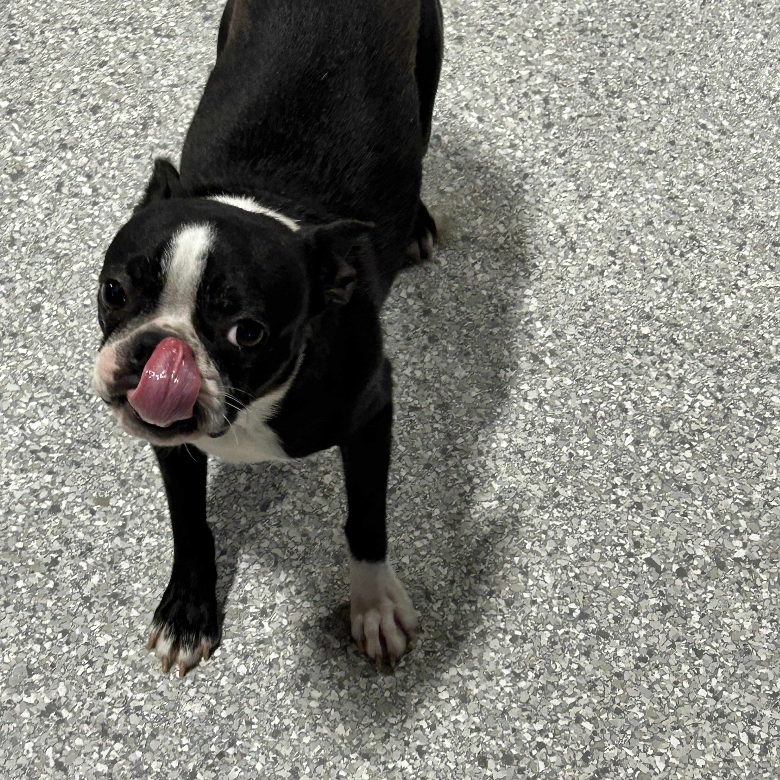 Minnie 17 lbs, a Adoptable Boston Terrier in Maumee , OH image 3/5