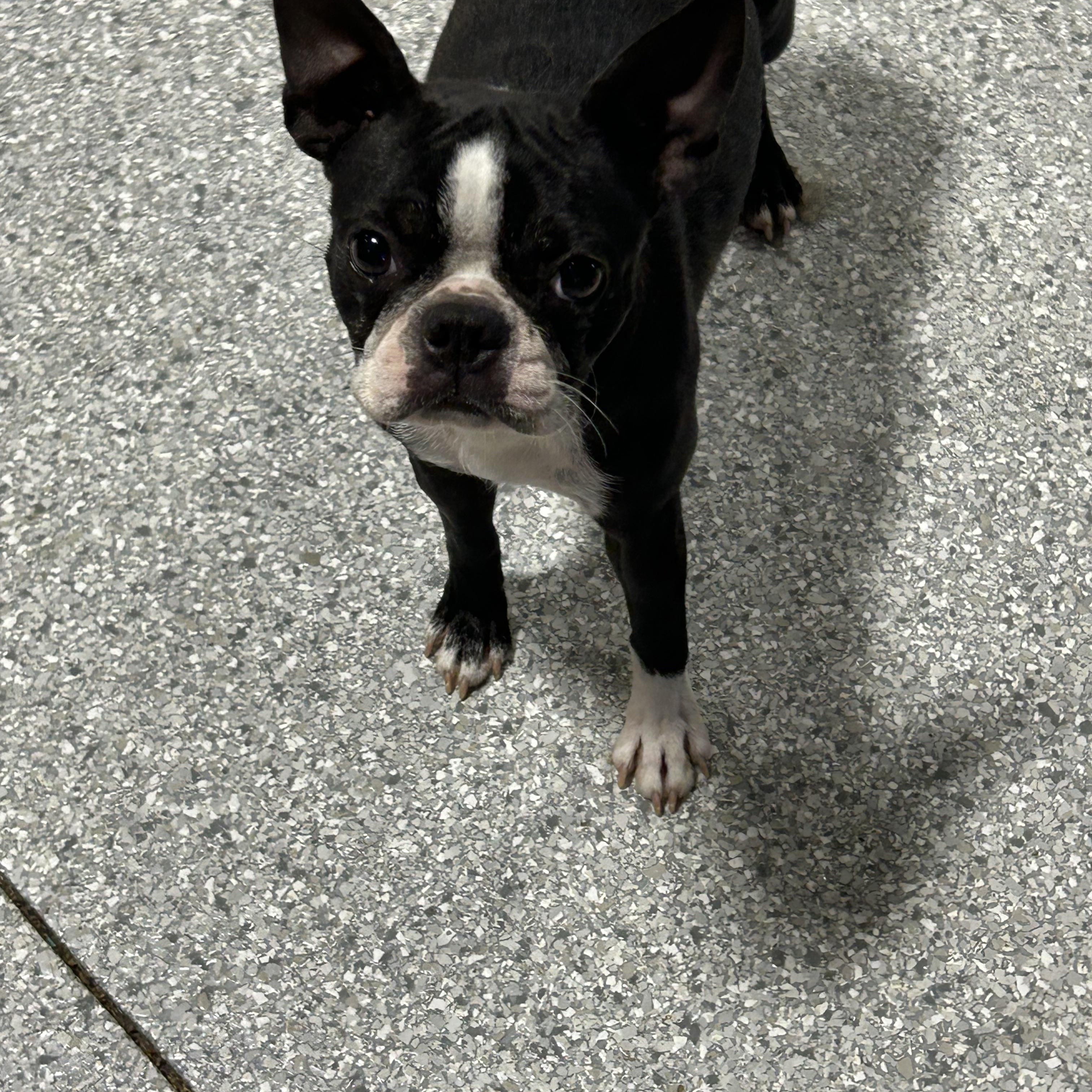 Minnie 17 lbs, a Adoptable Boston Terrier in Maumee , OH image 1/5