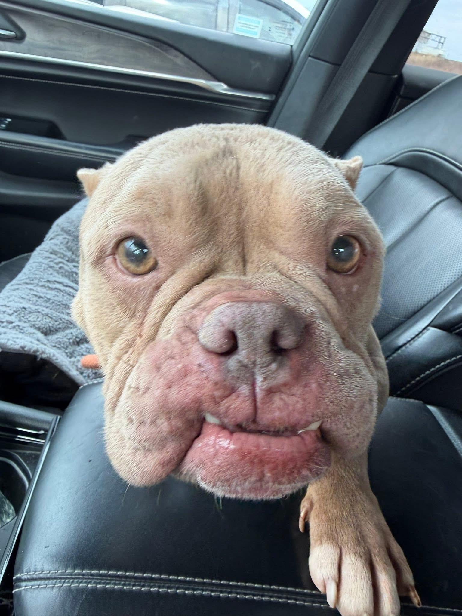 Enlarge Honey, an adopted mixed breed in Jackson , NJ image 3/4