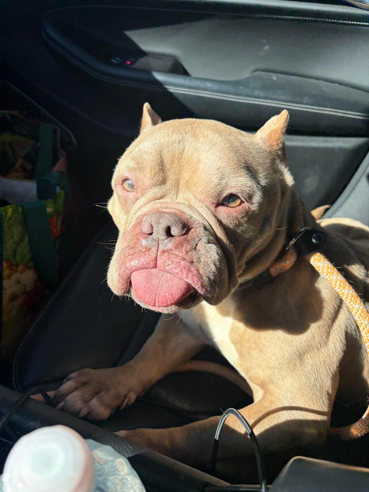 Enlarge Honey, an adopted mixed breed in Jackson , NJ image 2/4