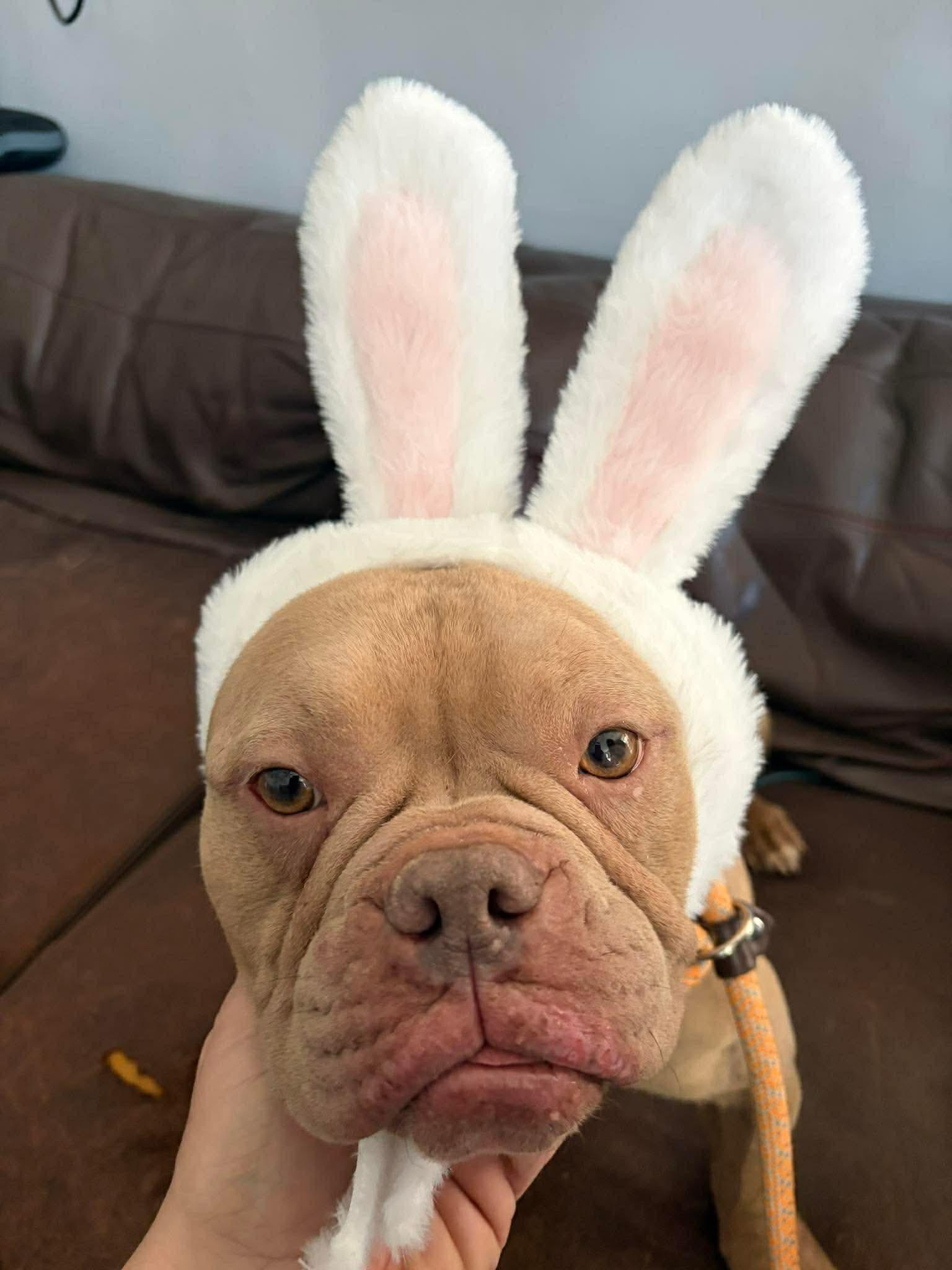 Enlarge Honey, an adopted mixed breed in Jackson , NJ image 4/4