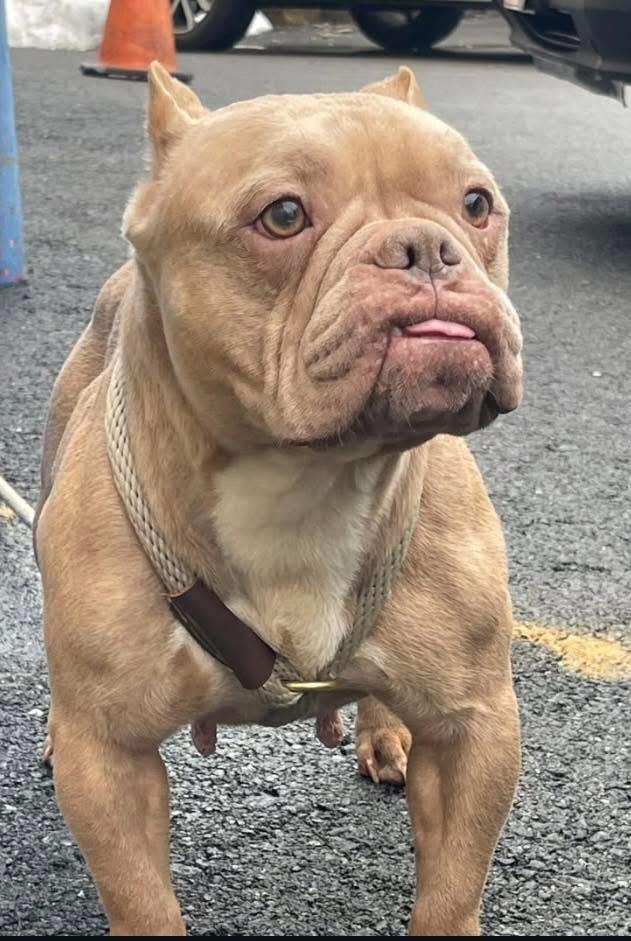 Enlarge Honey, an adopted mixed breed in Jackson , NJ image 1/4